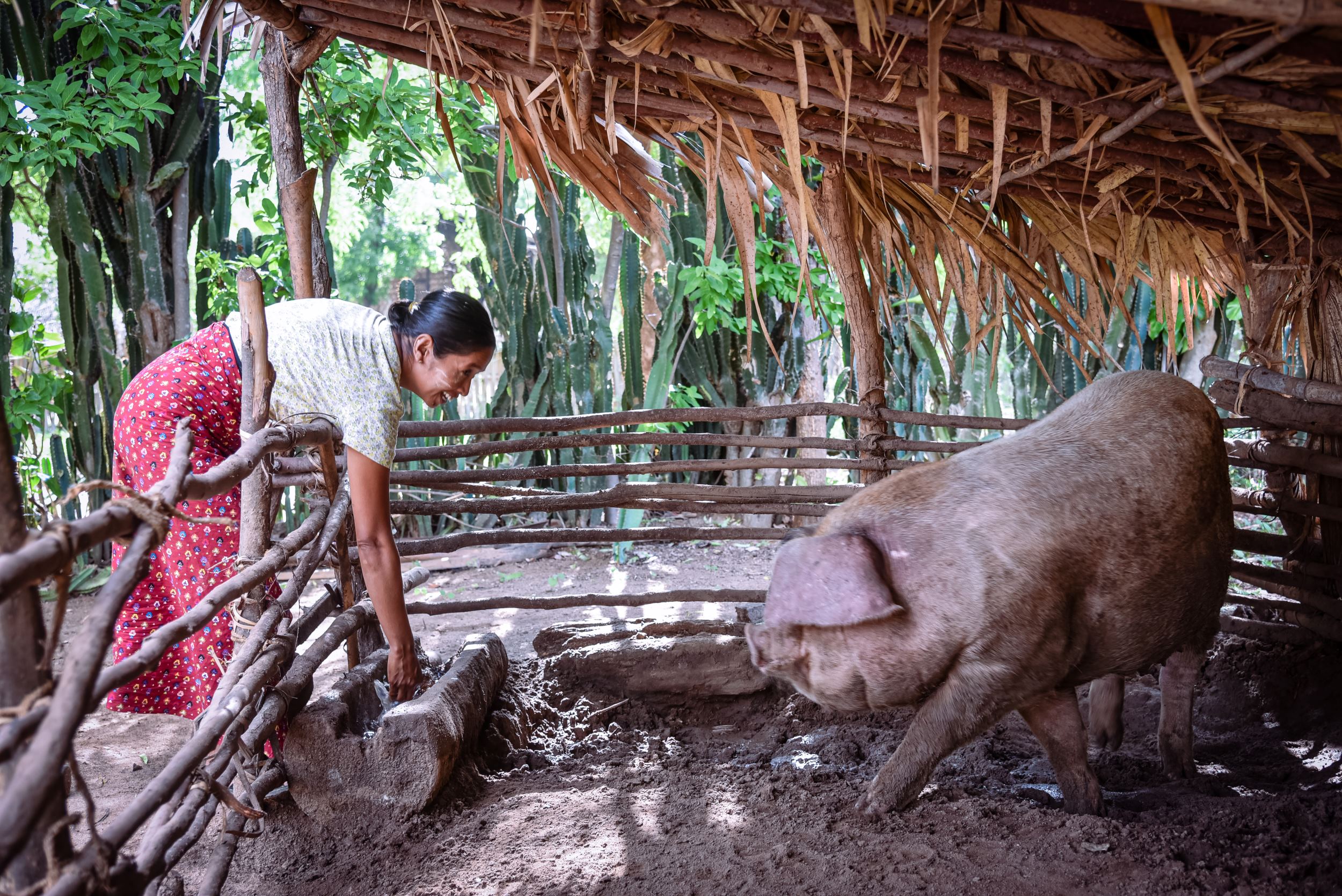 Daw Khin Cho Win with her fully grown pig