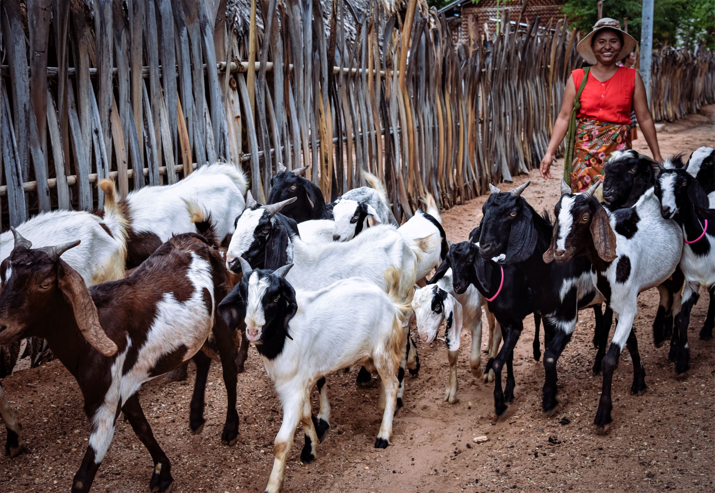Daw Phyu Khine herds the group’s goats in their village