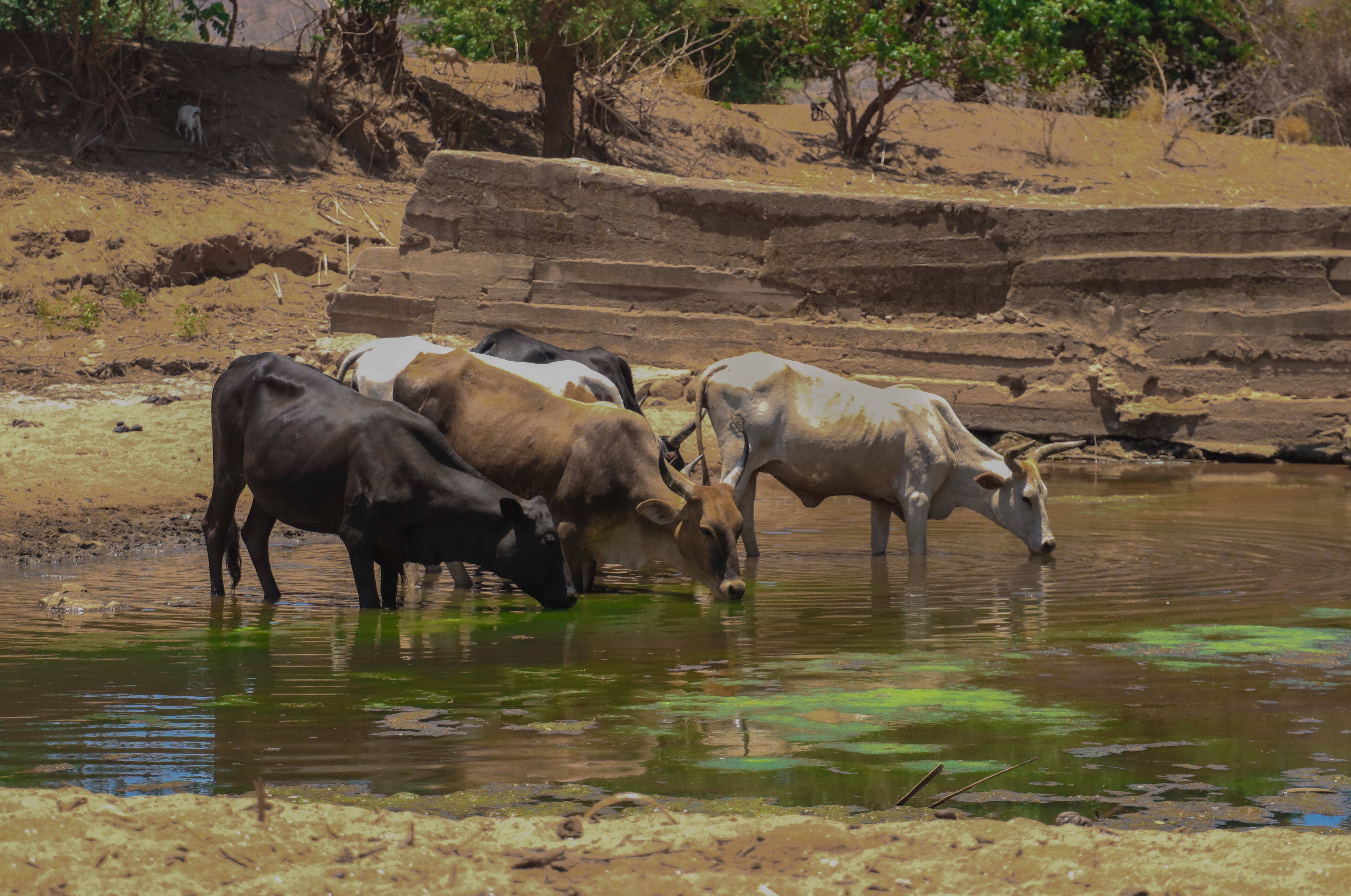 Image of cows drinking from a watering hole