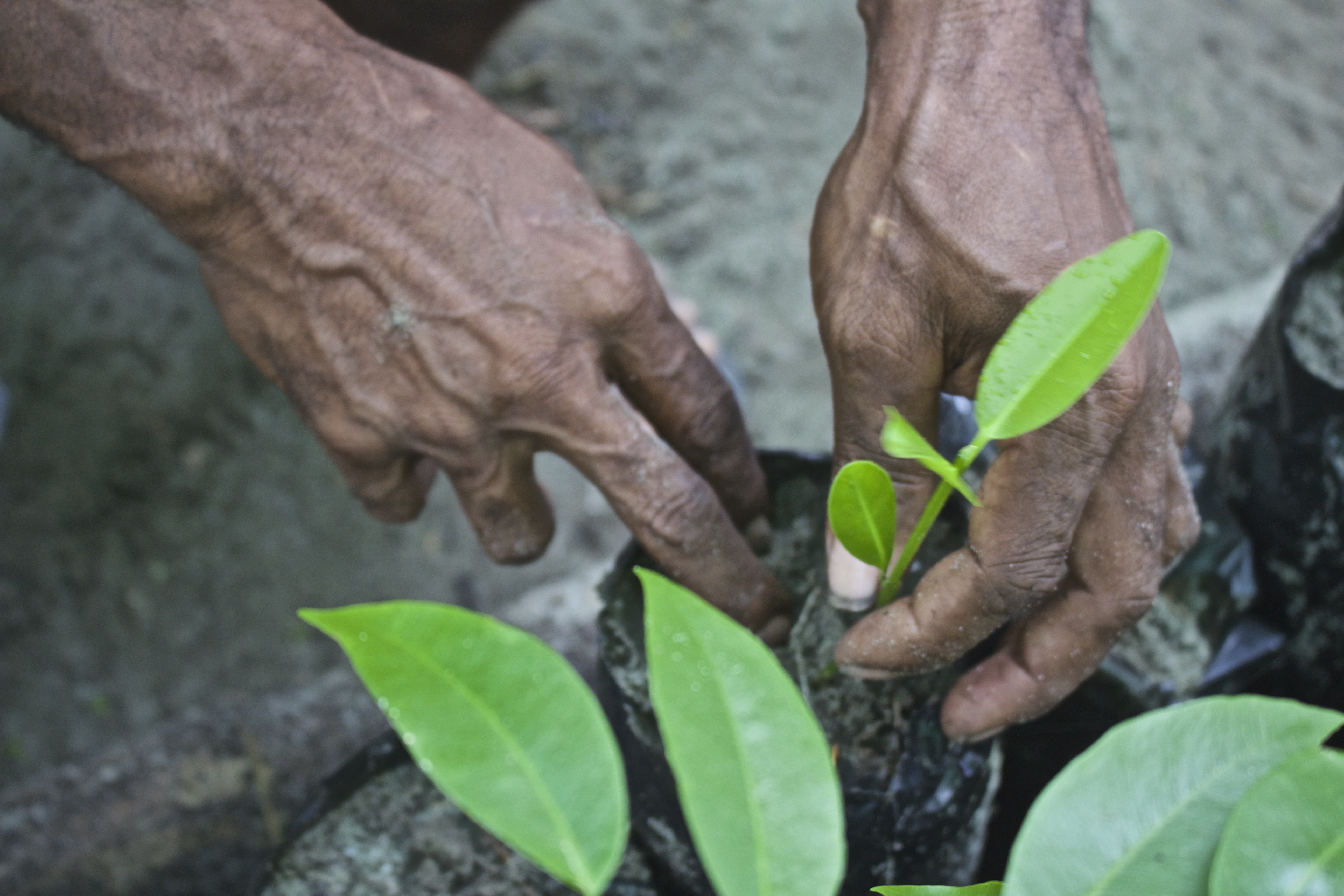 Cultivating a new seedling in Numuru village’s mangrove nursery
