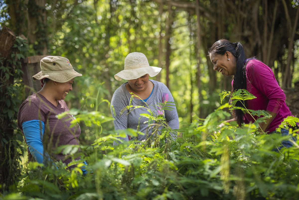 Three women tend to crops surrounded by a green forest