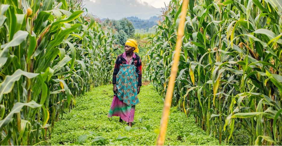 Woman walks through corn field