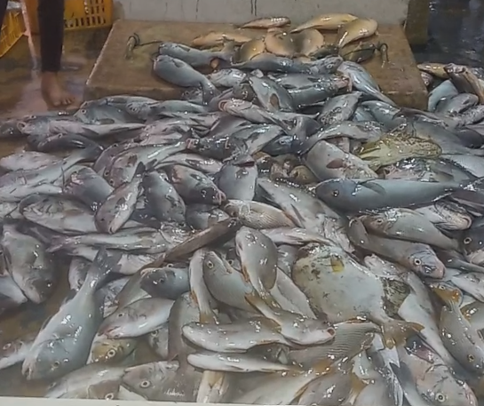 Freshly caught fish are sold to container ships anchored near Apara Village