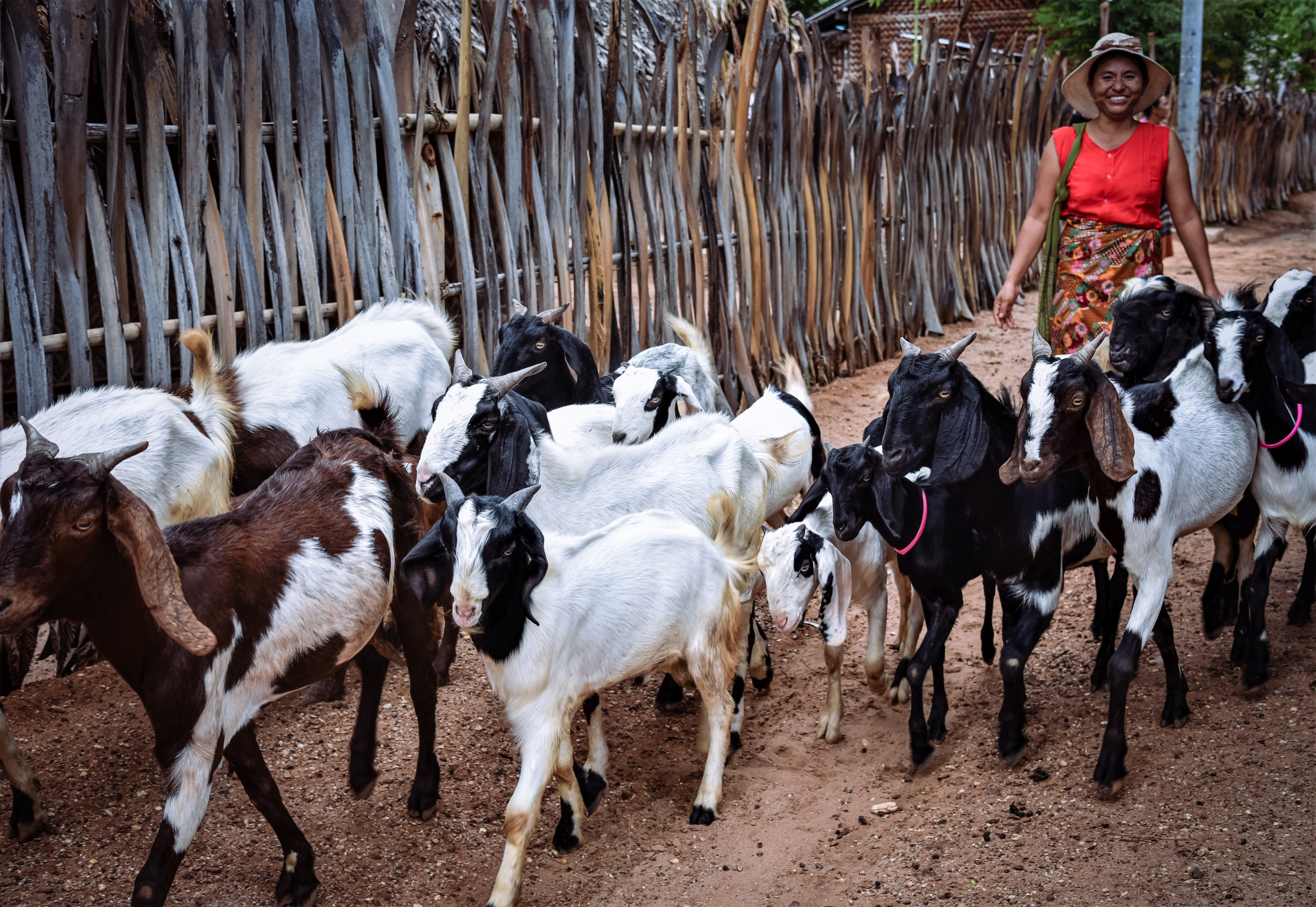 Daw Phyu Khine in Nyaung U Township, is one of many women, raising goats provided by UNDP’s livelihoods programme, enabling them to make a decent living