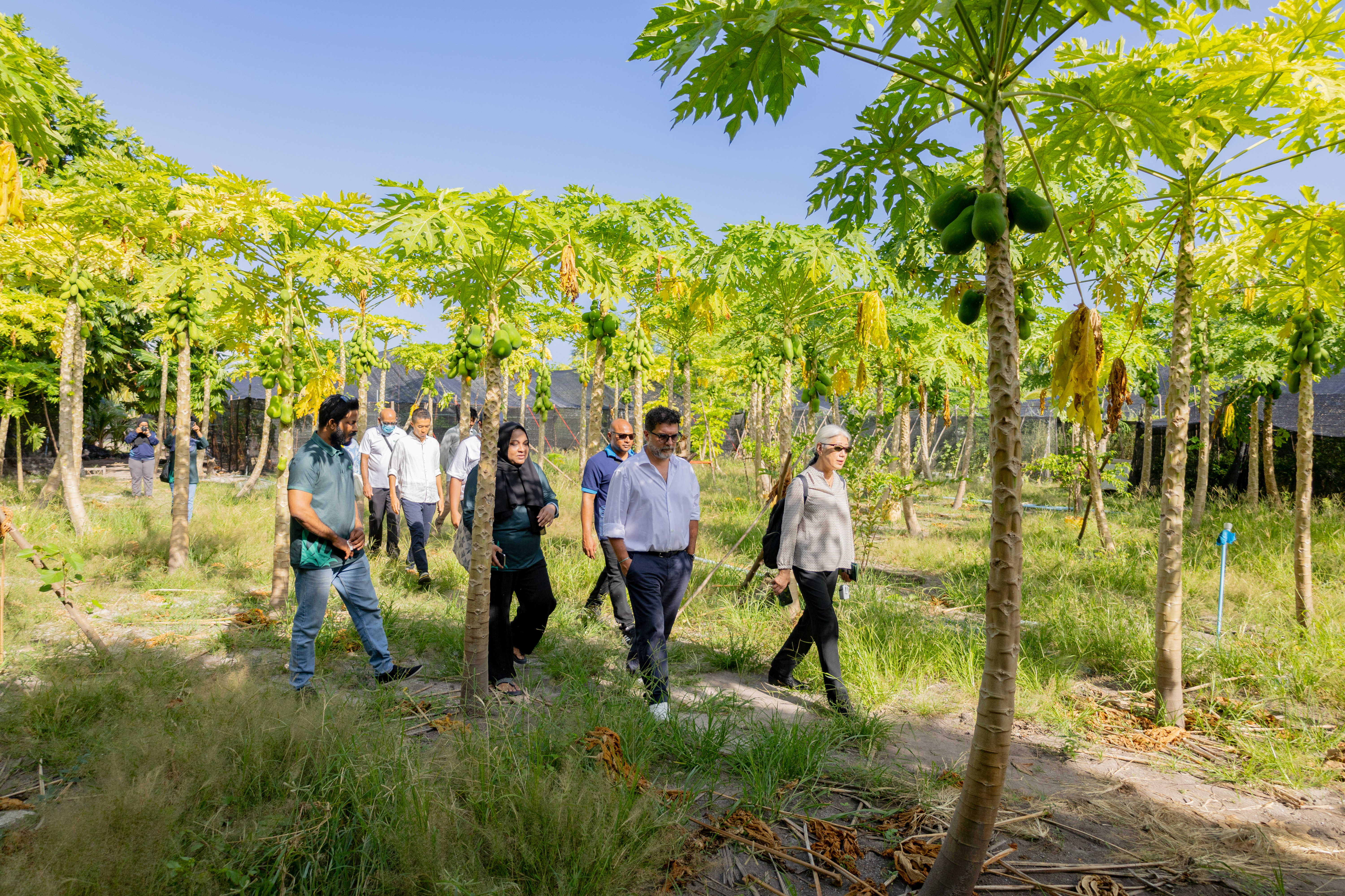 teams walking through the farms with papaya plants