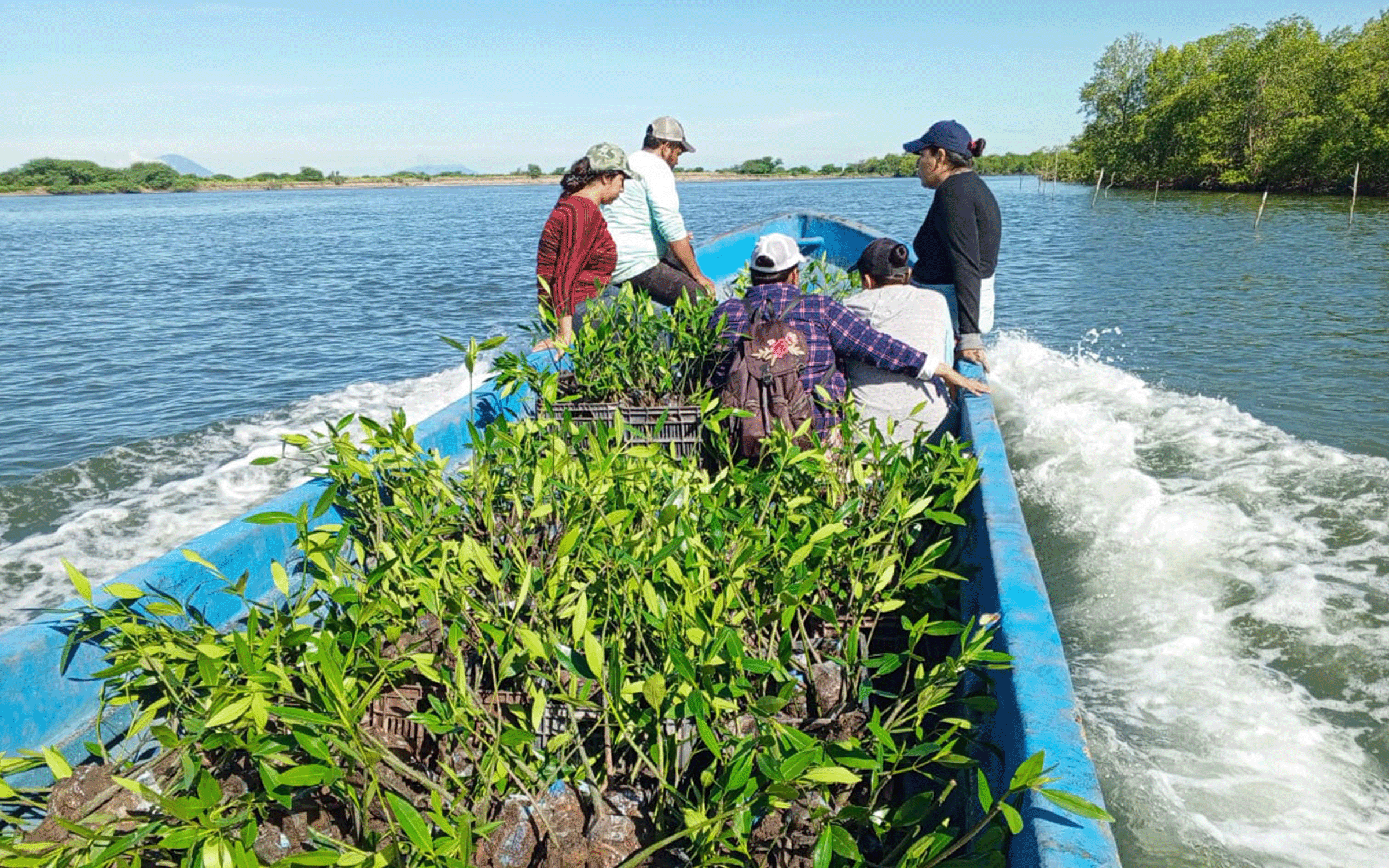 Actividades de reforestación y protección del manglar de UEDESAMAR