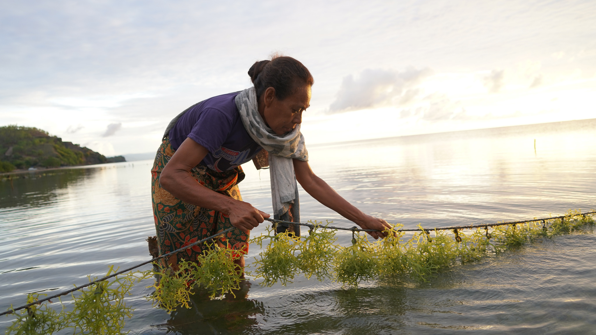 Woman harvests seaweed