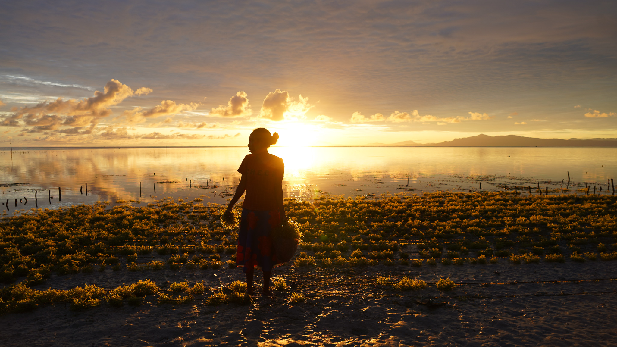 Woman stands in seaweed farm at sunset