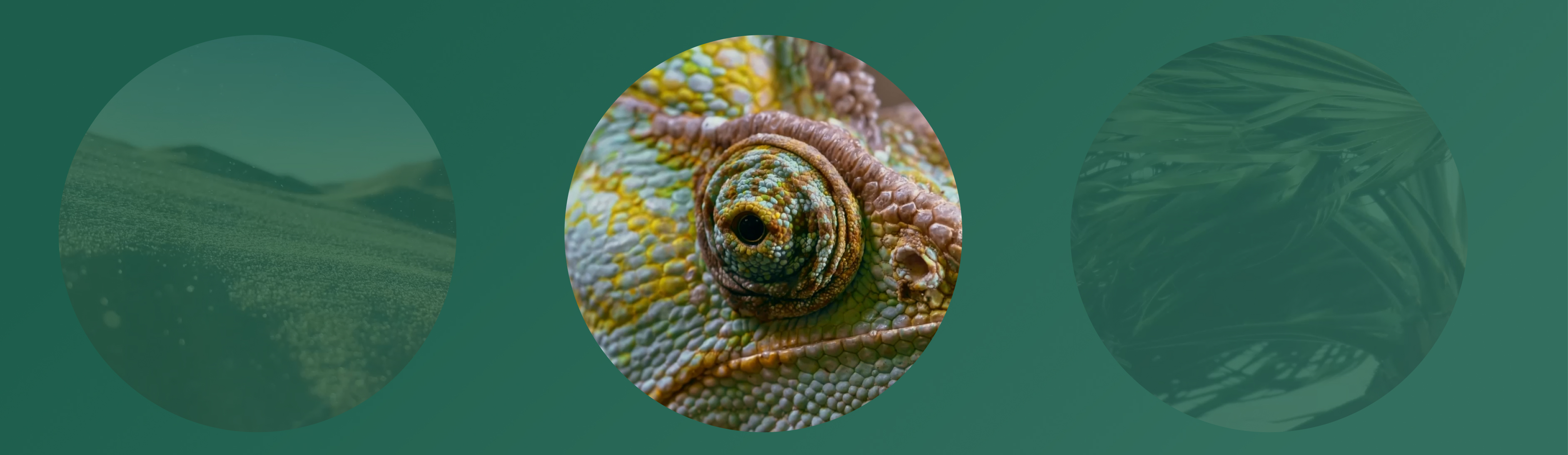 a close up of a reptile