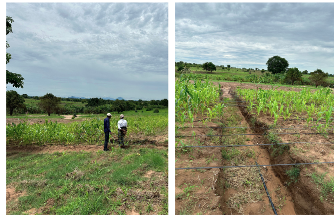 a person in a green field