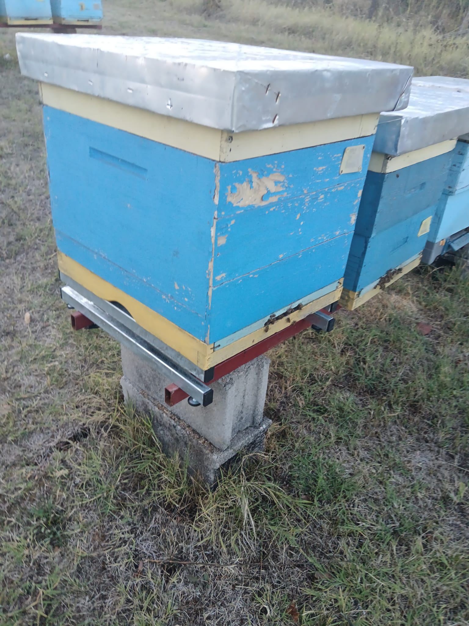 a blue sign sitting in the grass