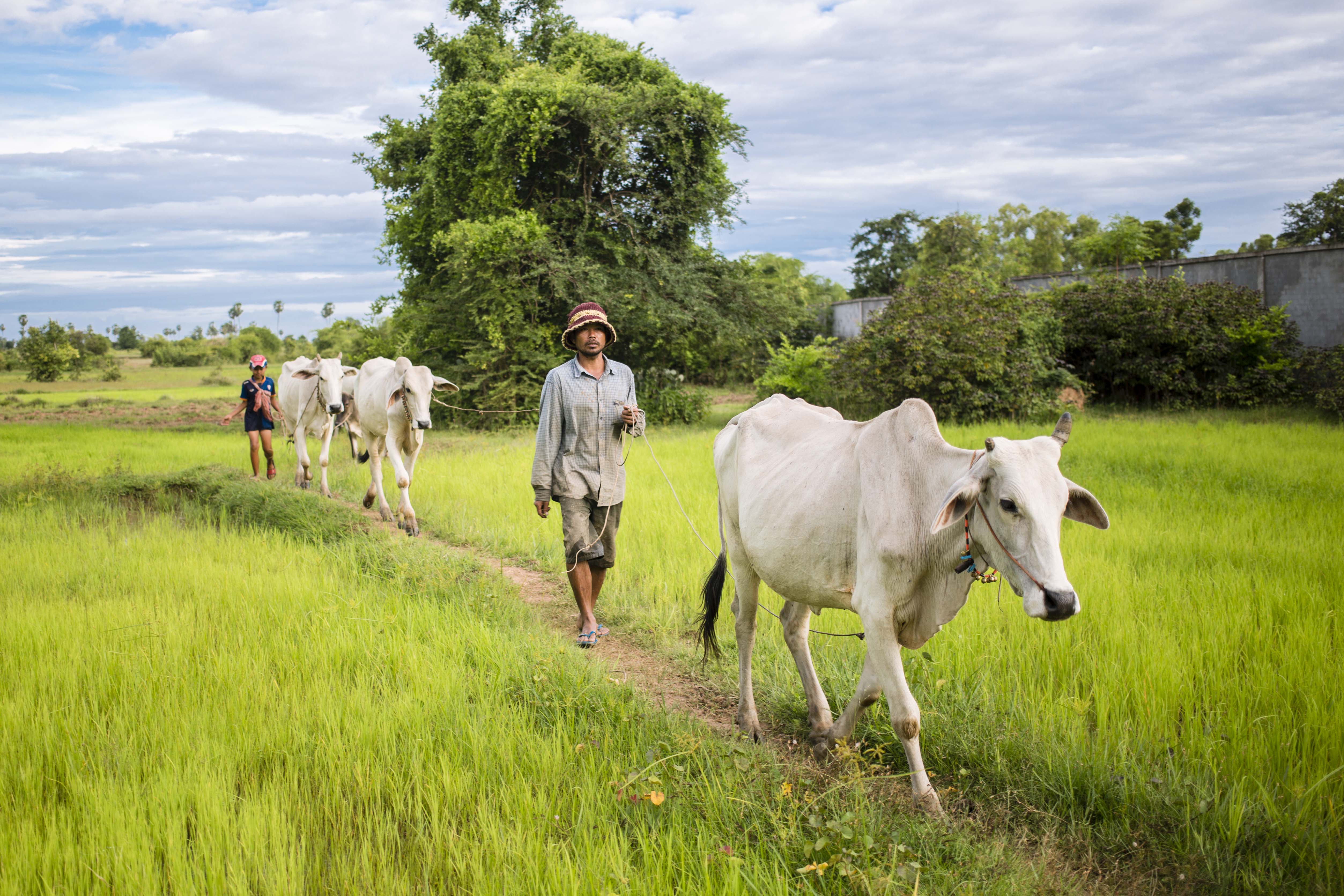 A farmer leads cattle along a grassy path in a rural landscape under a cloudy sky.