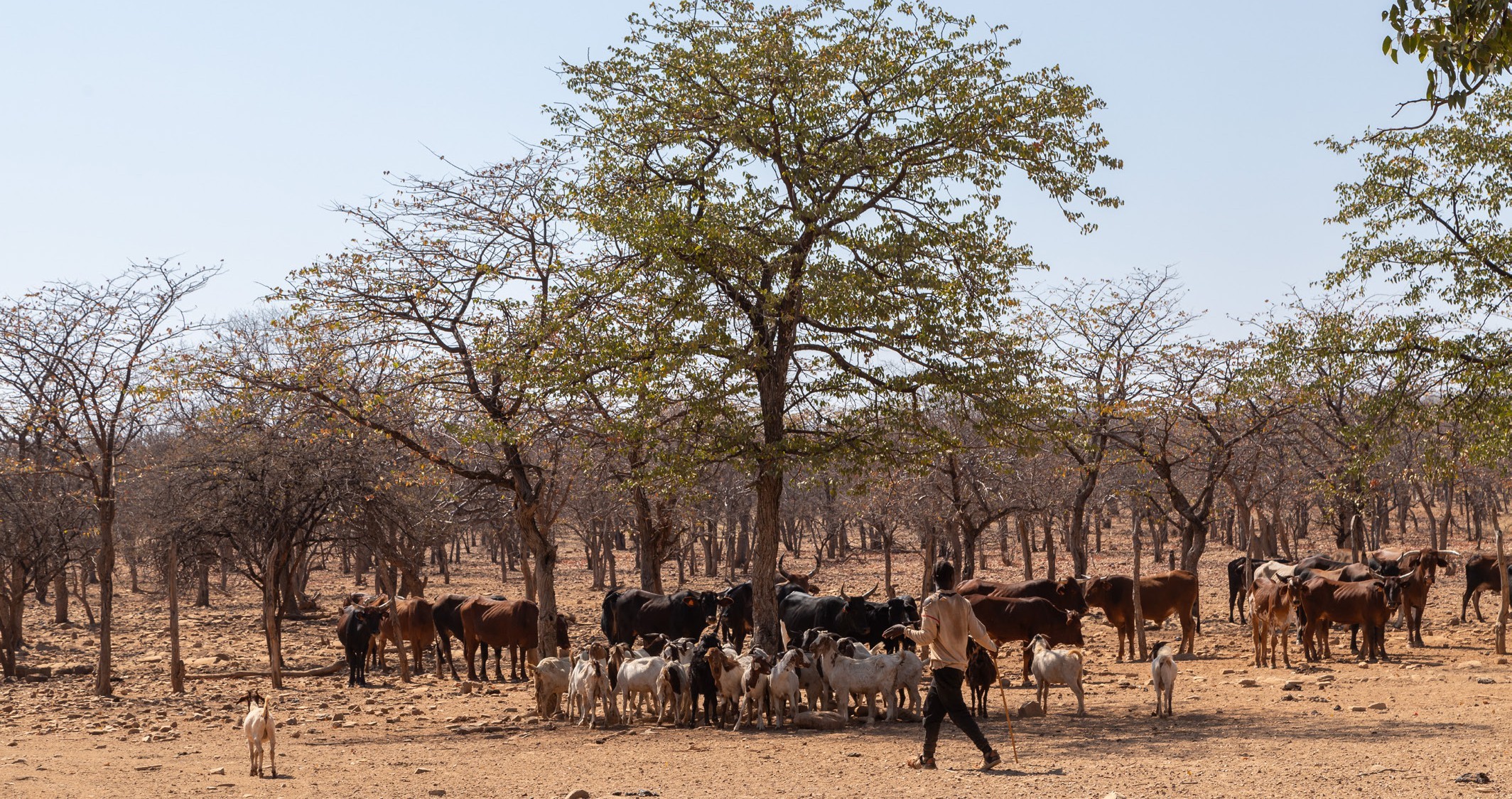 A person walks among a group of cows and goats under a sparse tree in a dry landscape.