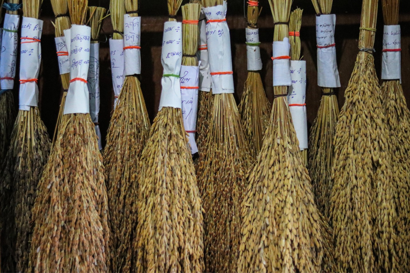 A collection of bundled brooms hanging on a wall, showcasing earthy tones and textures.