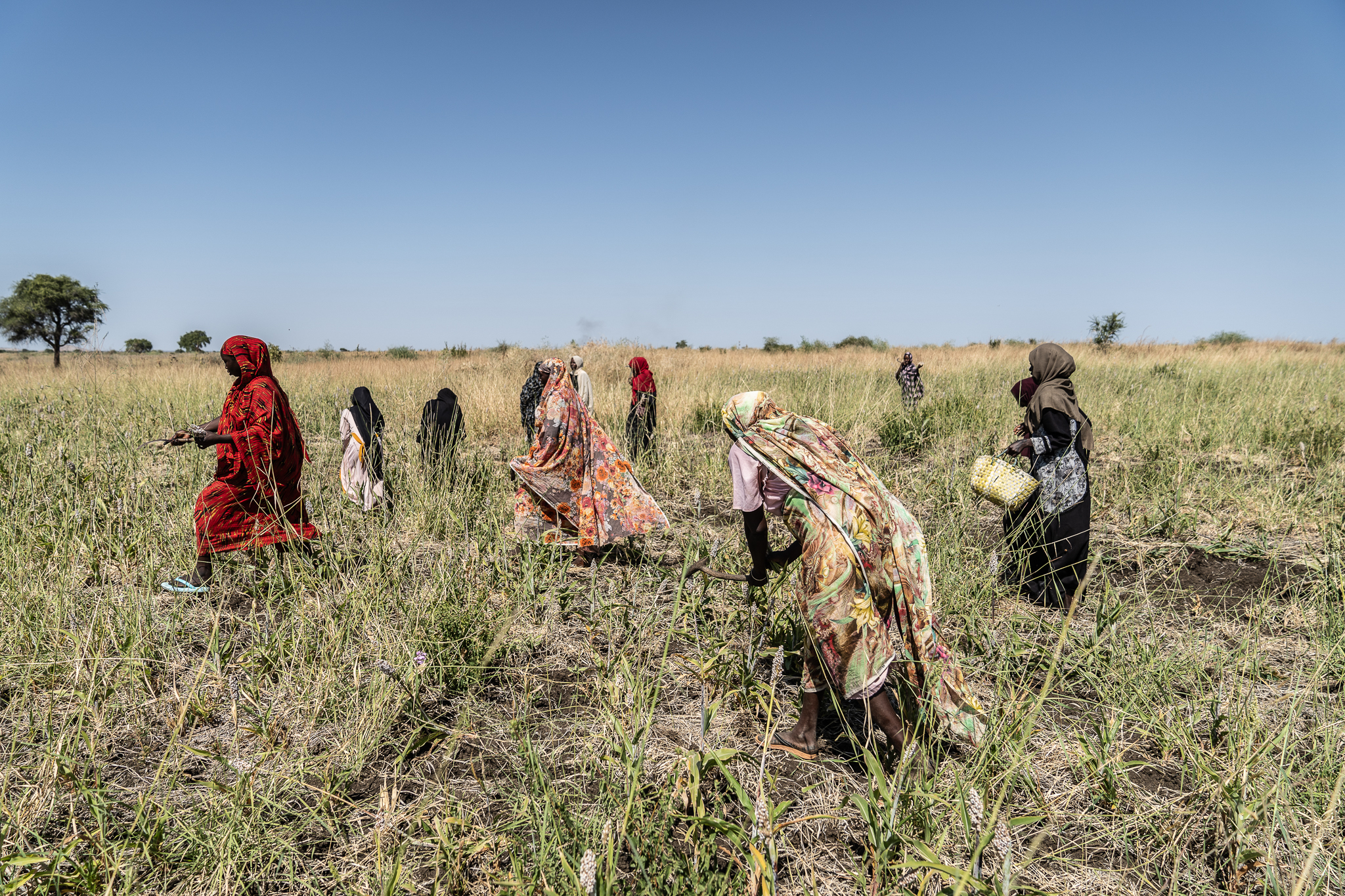 Women in colorful clothing harvesting crops in a sunlit field.