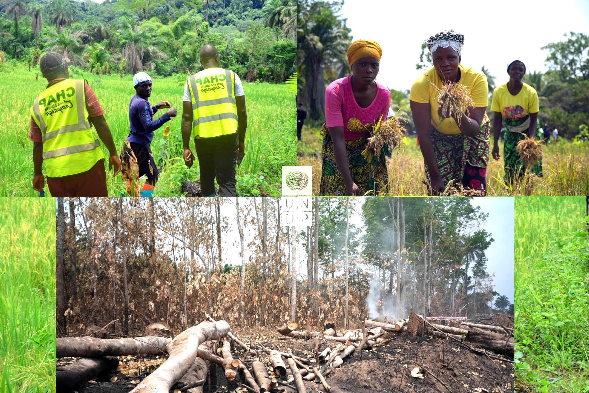 Two-part image: Above, people in vests gather crops in a lush field; below, a scorched area with ashes and debris.
