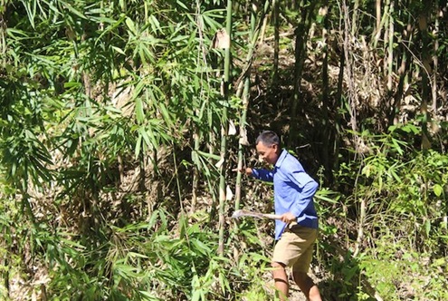 A person wearing a blue shirt and shorts is harvesting bamboo in a lush green setting.