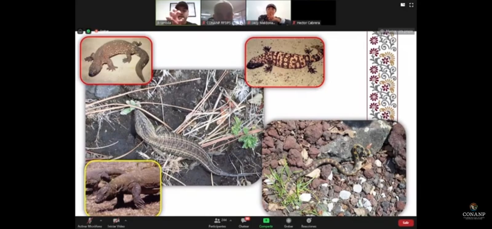 Collage of various amphibians and reptiles on a Zoom call background.