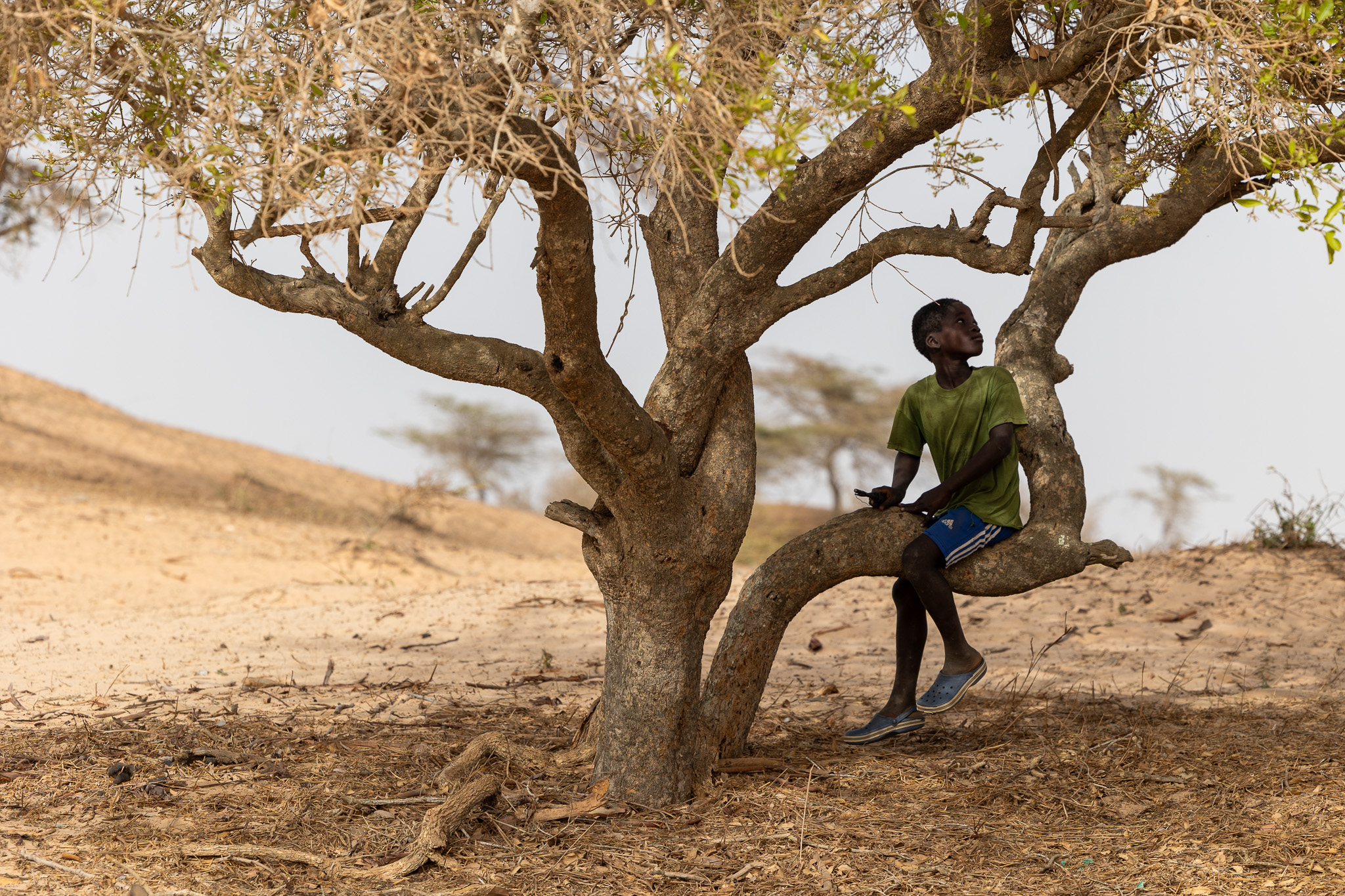 A person sitting on a tree branch in a dry, sandy landscape.