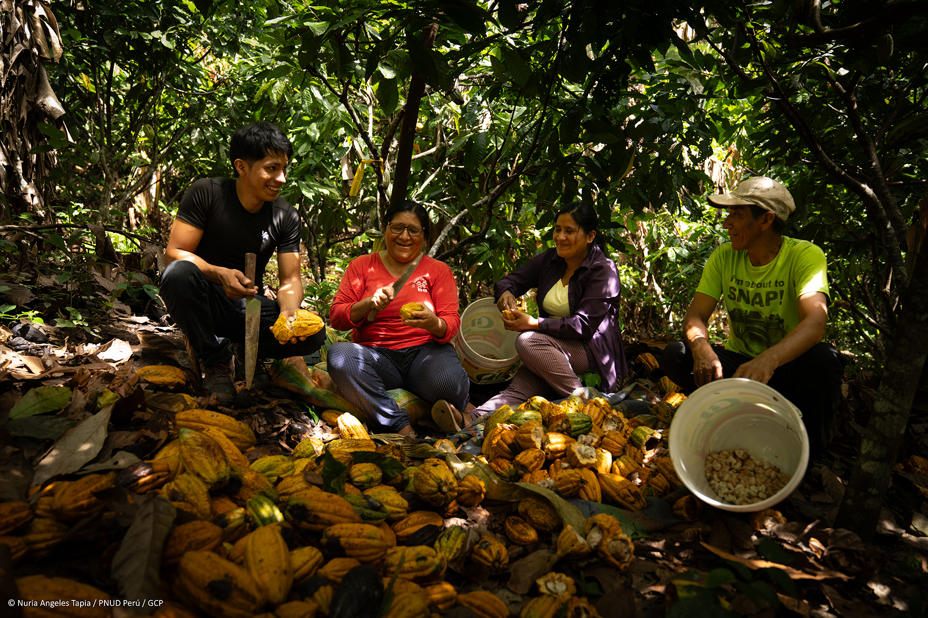 Four people sit among cacao pods in a lush forest, smiling and engaged in conversation.