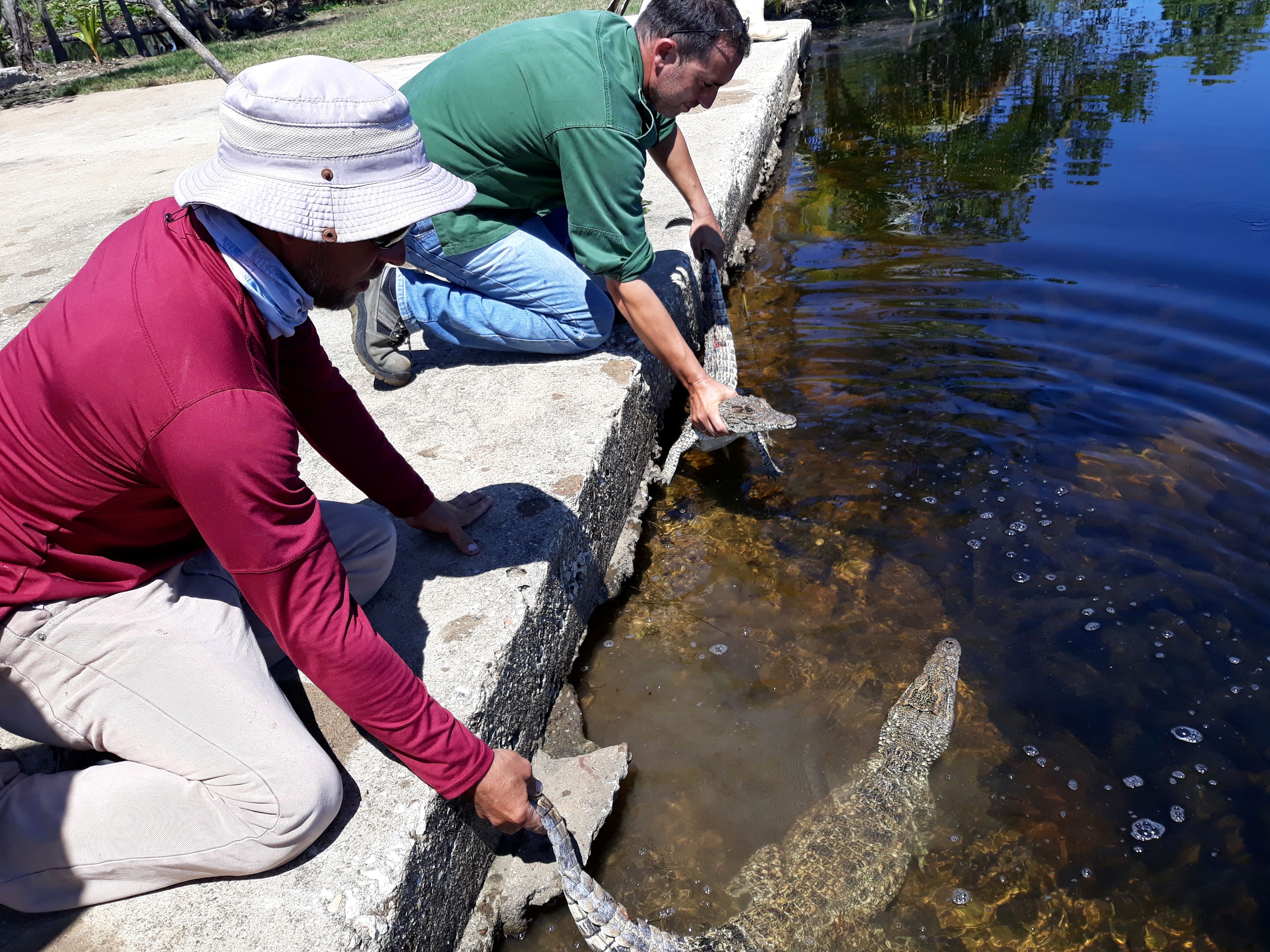 Two men carefully feeding a crocodile near the water's edge on a sunny day.