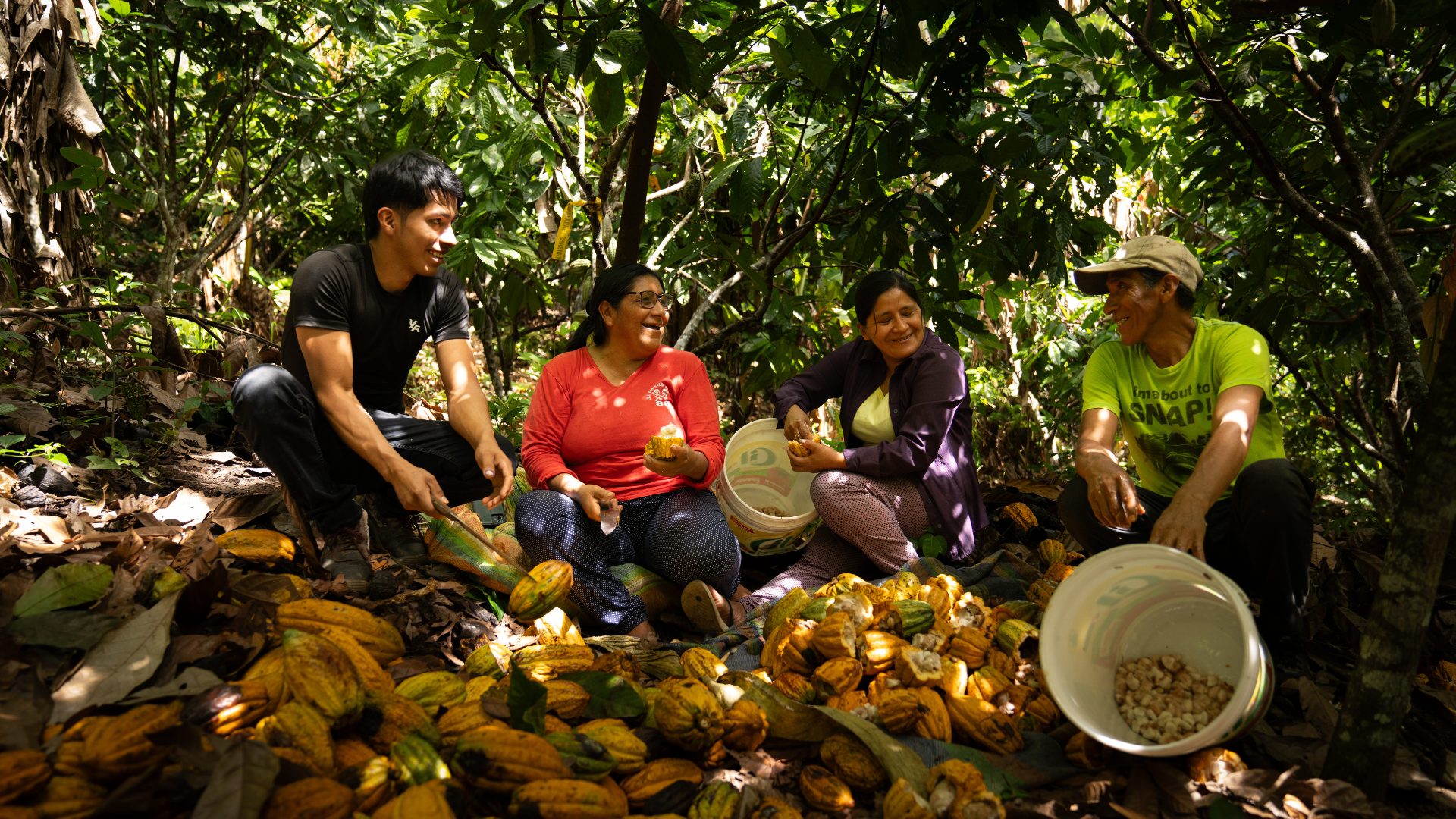 Four people sit in a lush cocoa grove, surrounded by fresh cocoa pods, smiling and chatting.