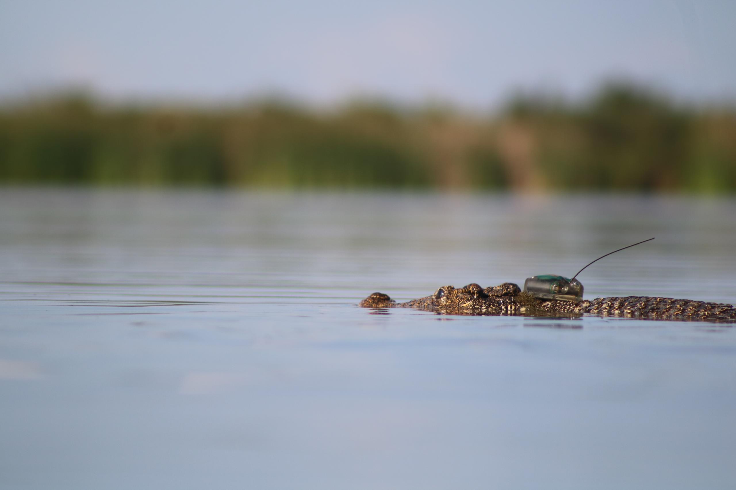 A small crocodile floats on the water's surface, with reeds in the background.