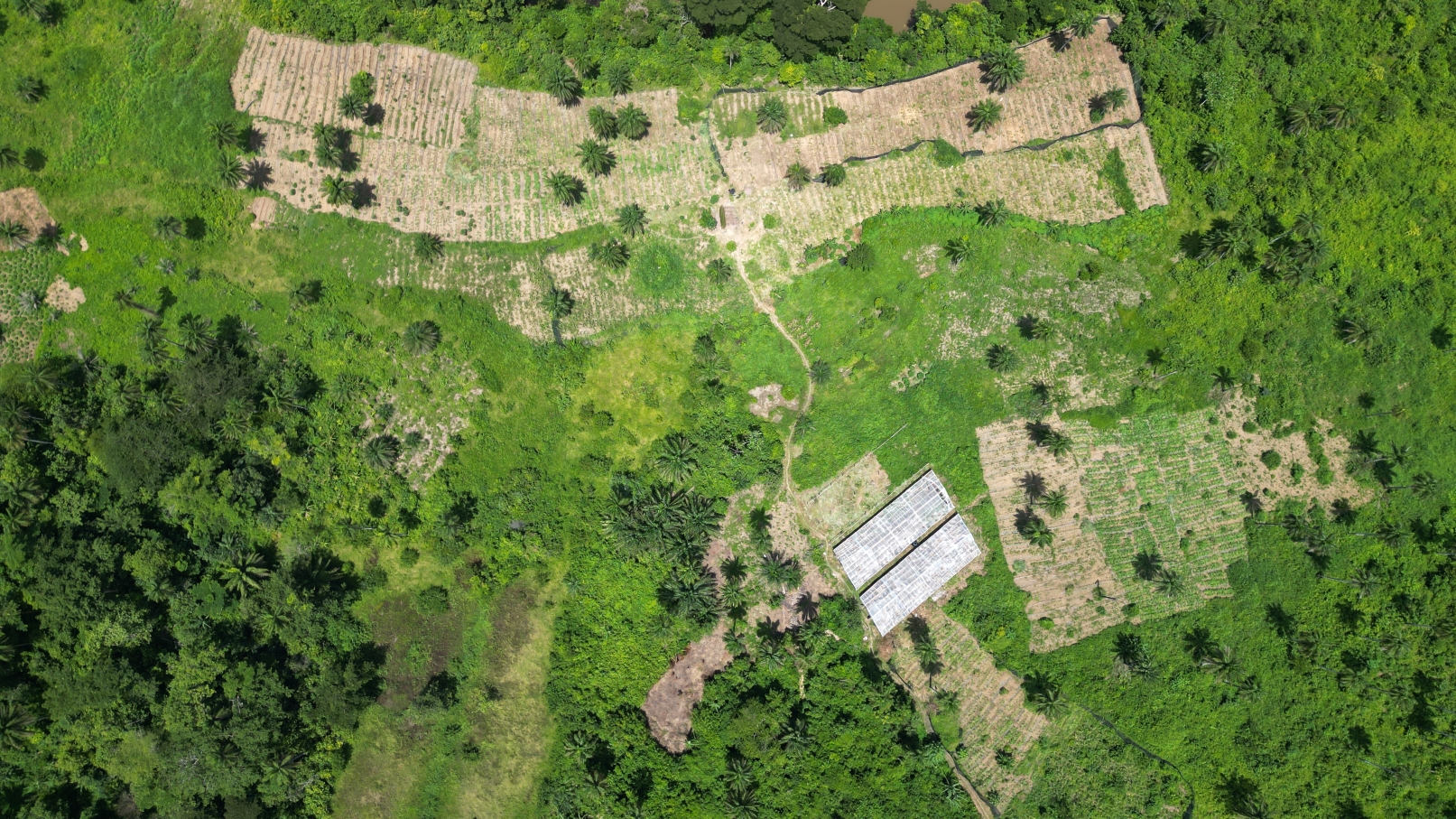 Aerial view of green land with patches of cultivated fields and tree clusters.