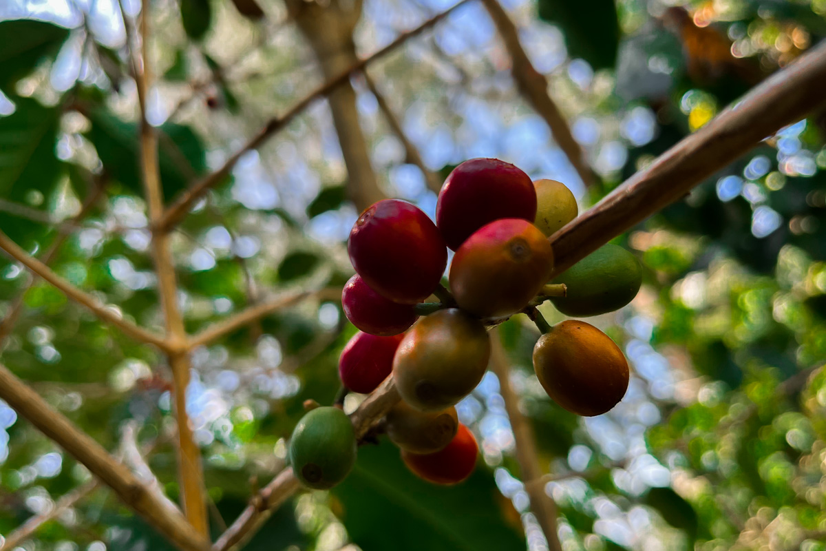 Cluster of ripe coffee cherries on a branch, surrounded by green leaves and soft sunlight.