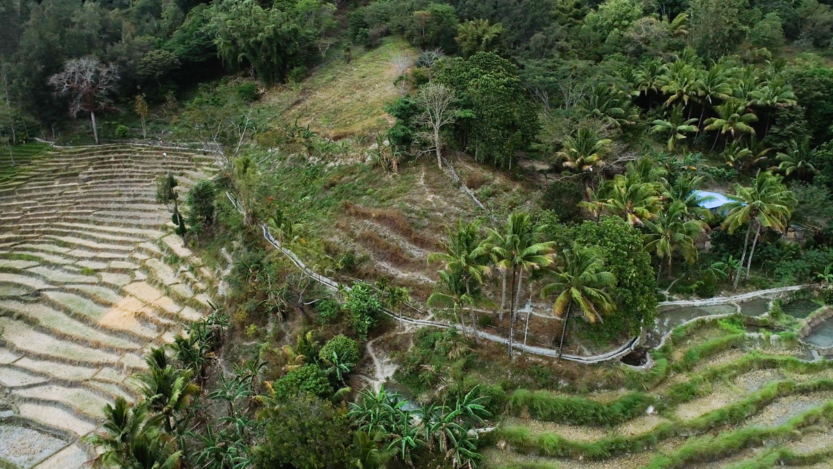 Aerial view of terraced rice fields surrounded by green vegetation and trees.