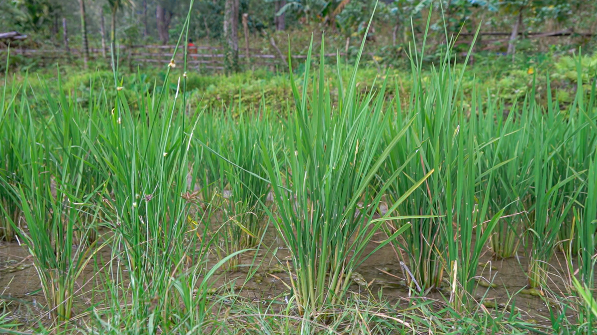 Lush green rice plants growing in a field, with a blurred background of foliage.