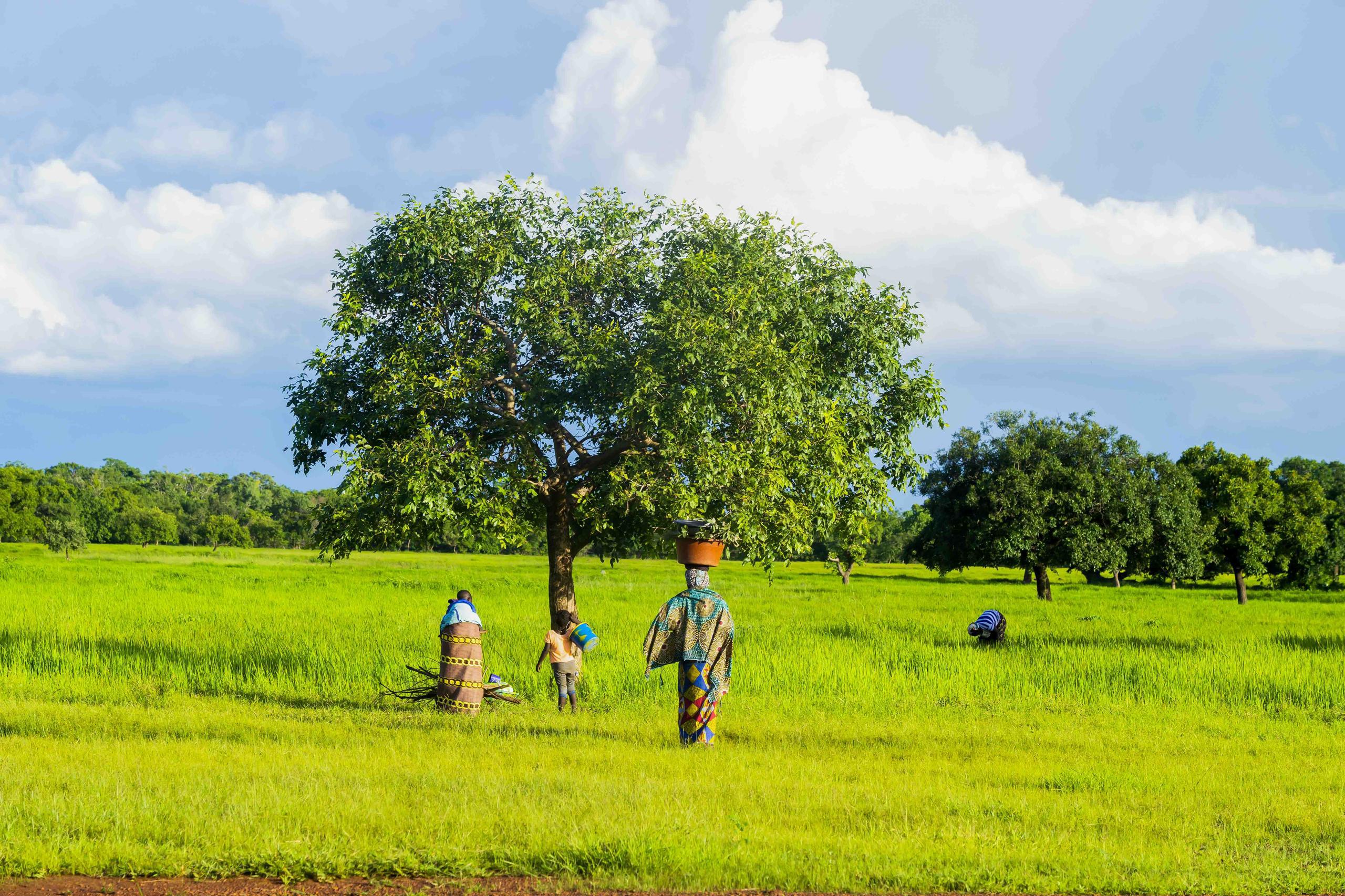 A group of people working in a lush green field under a blue sky with fluffy clouds.