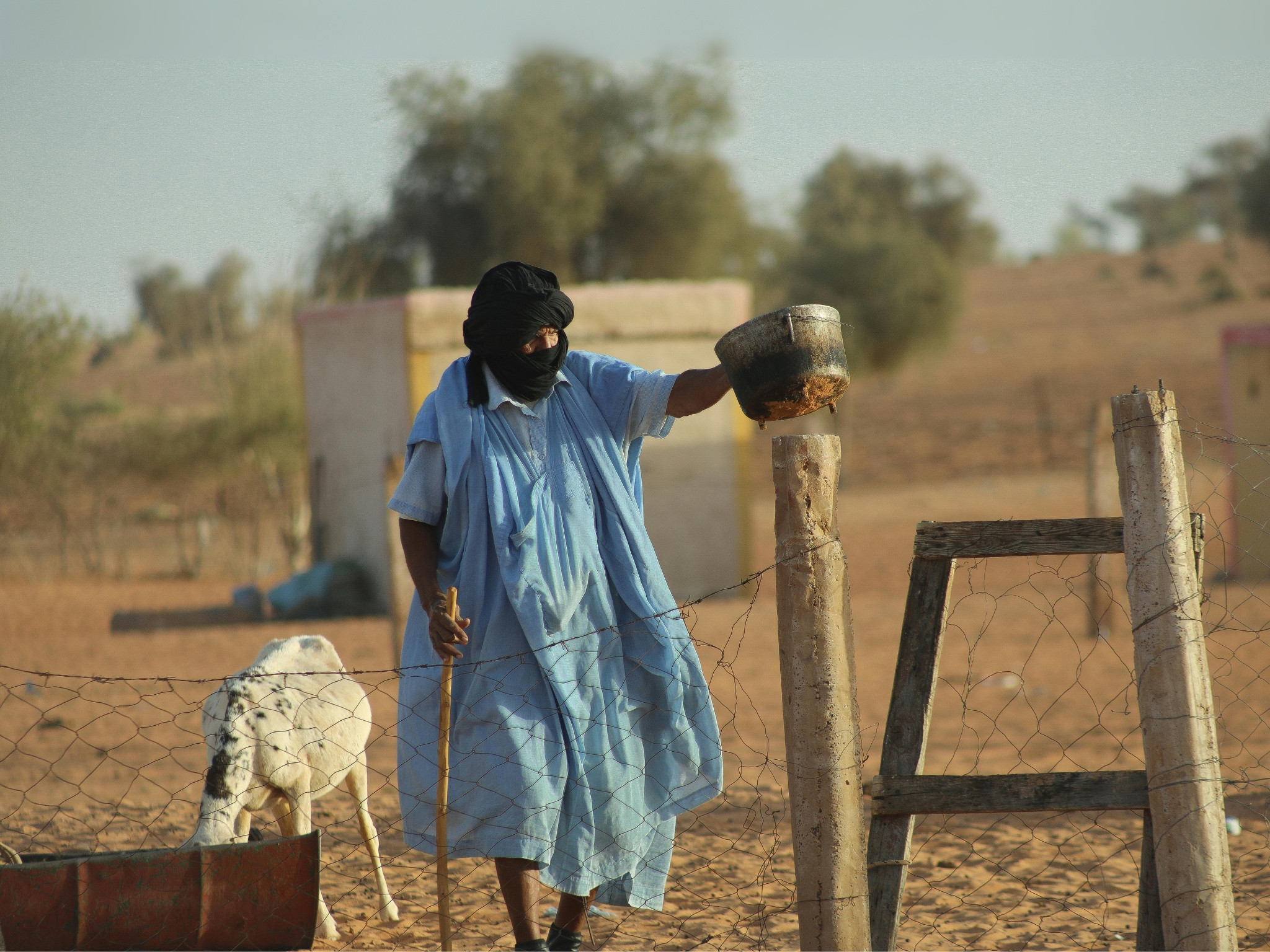 Mauritania - Man in blue robe walks with a staff in a dusty desert yard; a white sheep stands by a wooden fence.