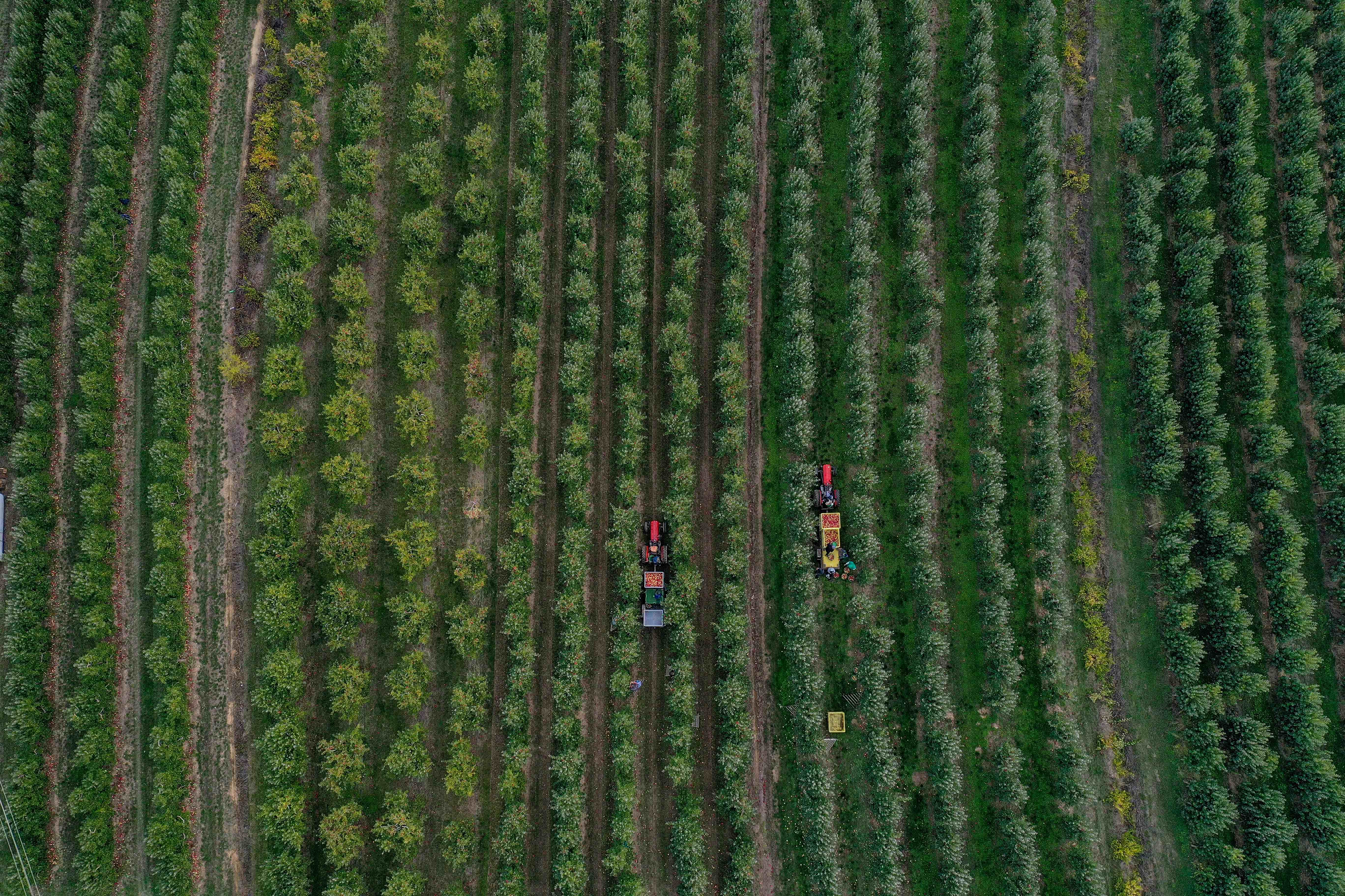 Aerial photograph of a tree orchard with two people standing between rows of green trees.