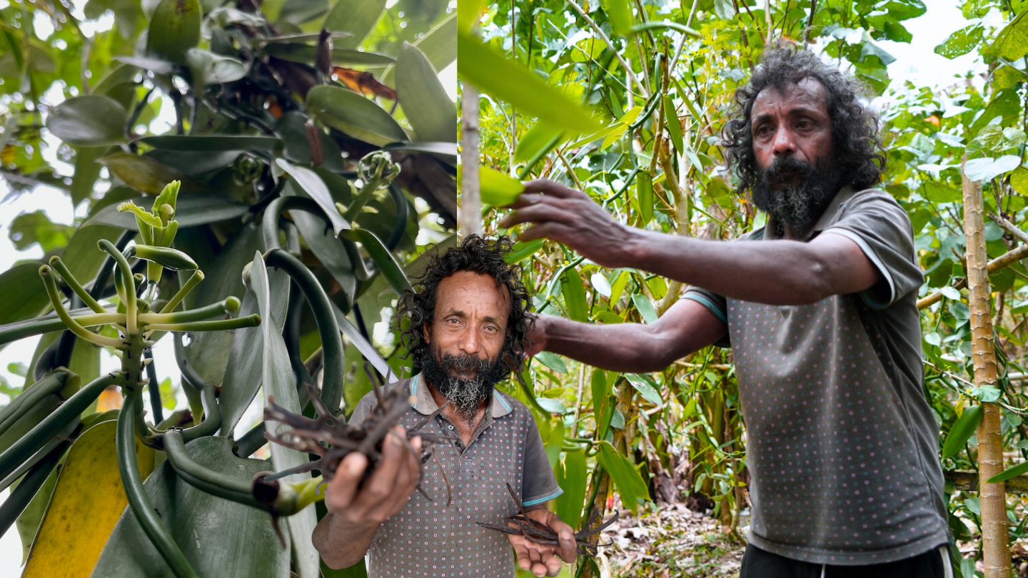 Two people in a lush garden inspect fruit on a tall plant.