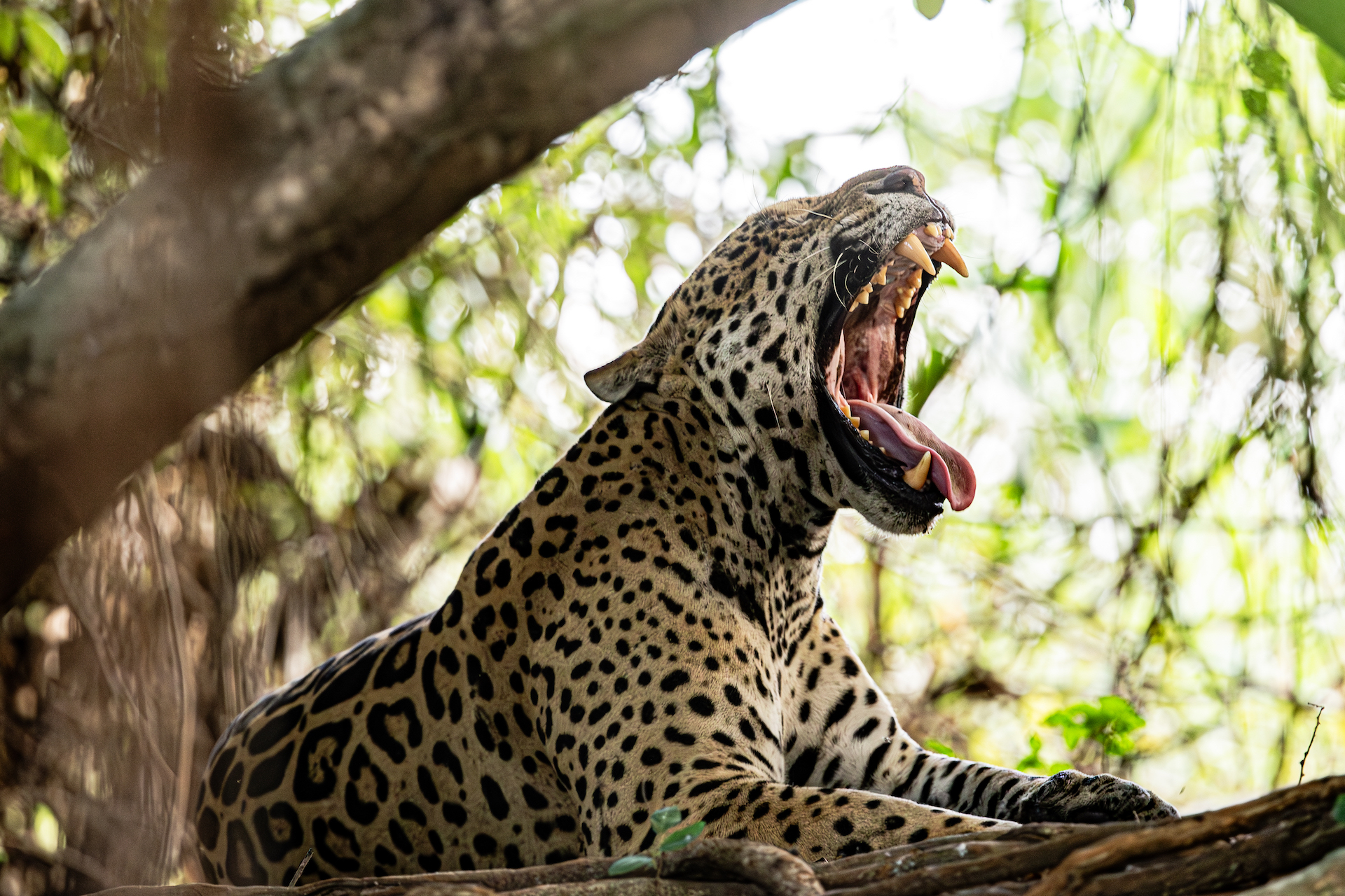 Leopard perched on a tree branch, mouth open in a roar, dappled light through leaves.