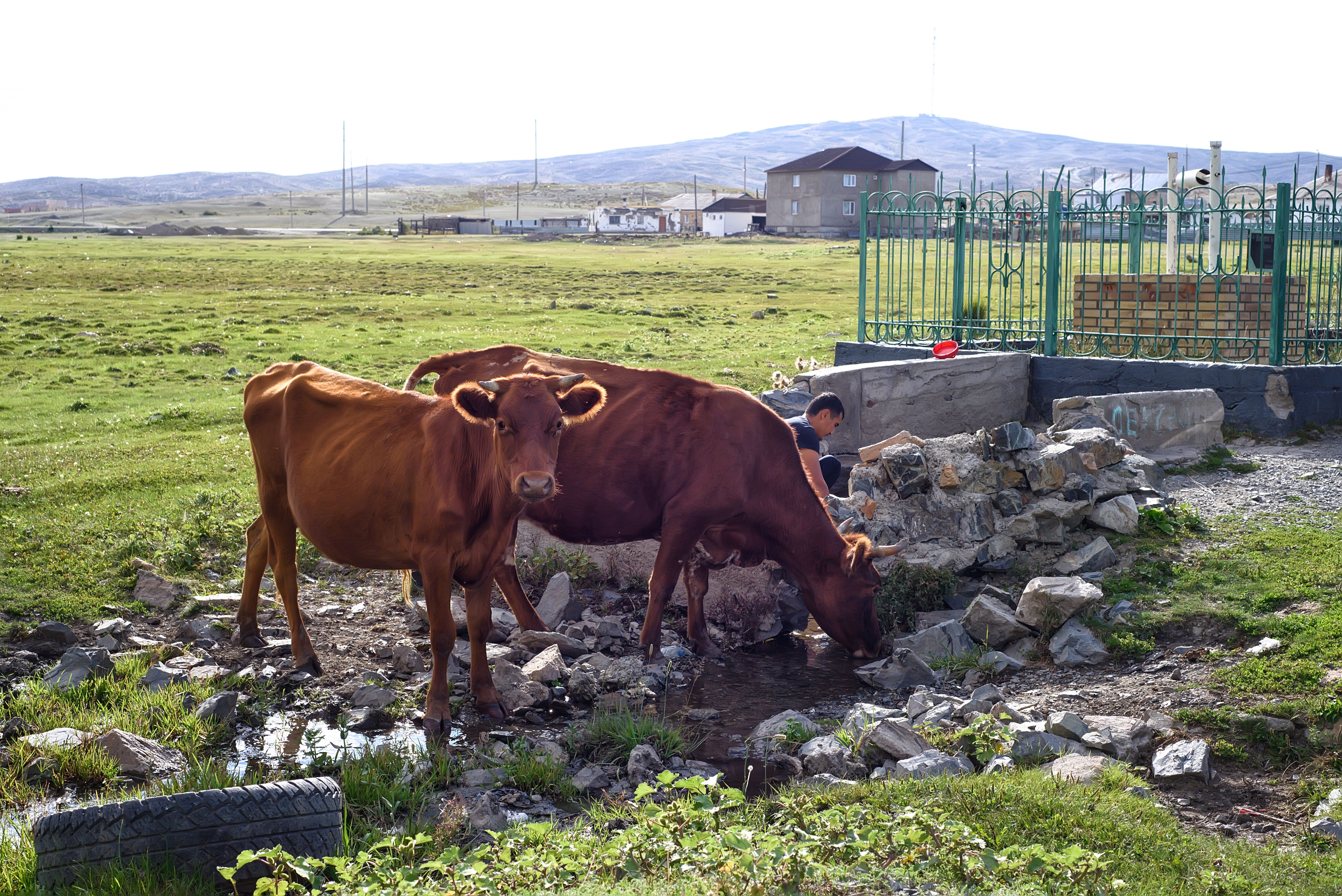 Two brown cows standing in a grassy pasture near a stone wall and gate.