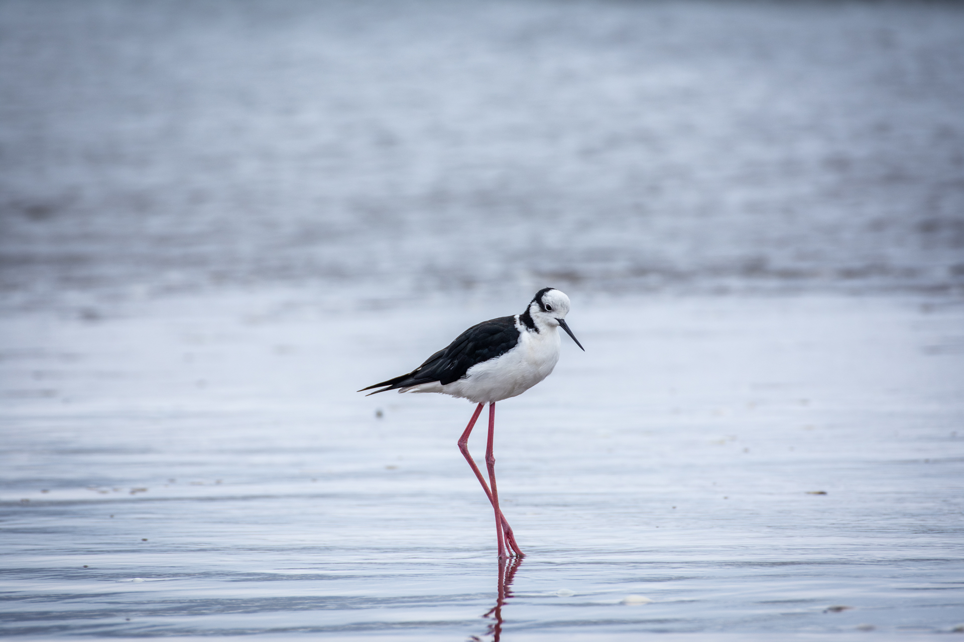 Black-and-white wading bird with long pink legs standing in shallow, reflective water.