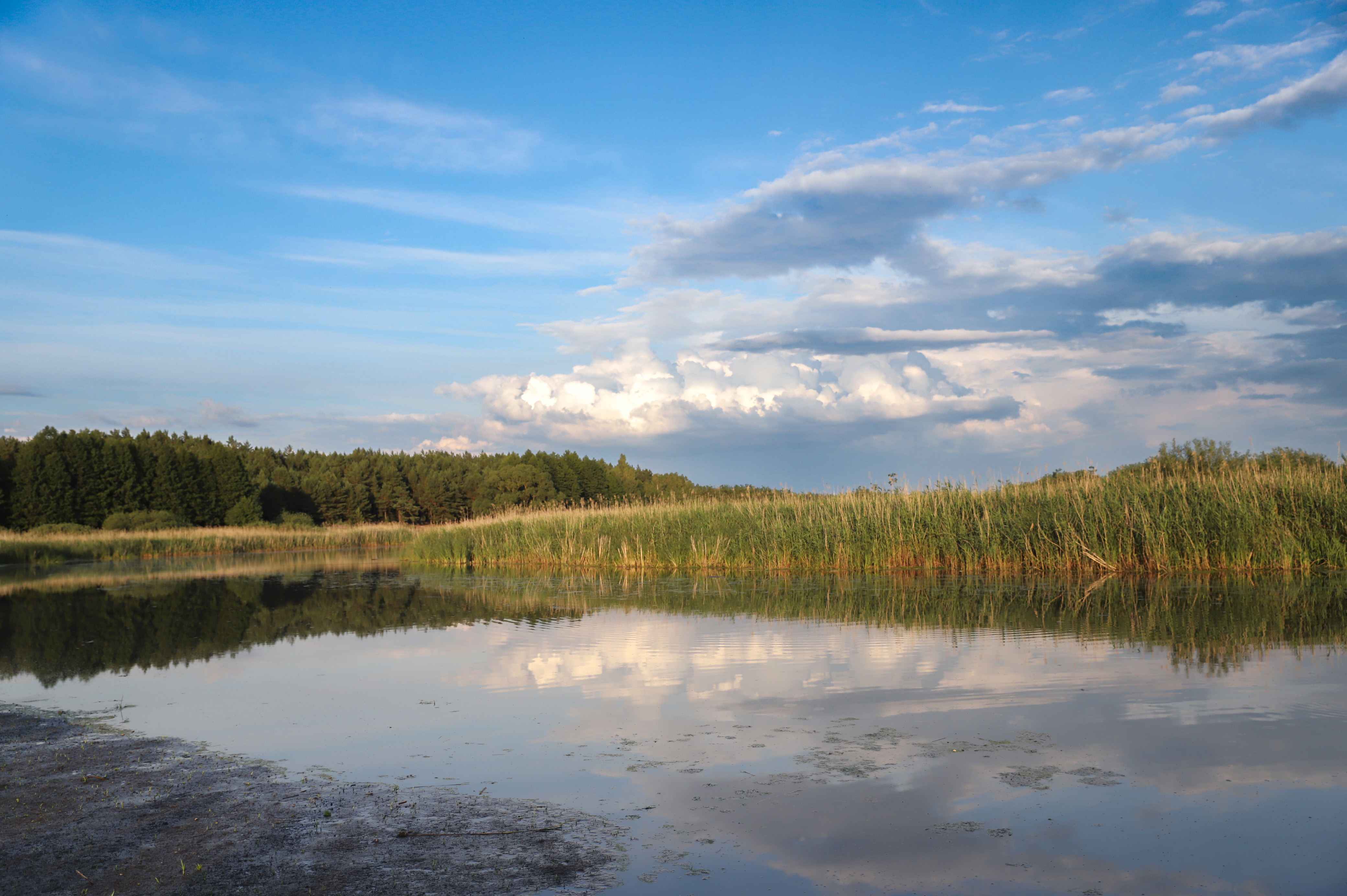 Calm lowland bog bordered by tall reeds with distant trees, reflecting blue sky and clouds.
