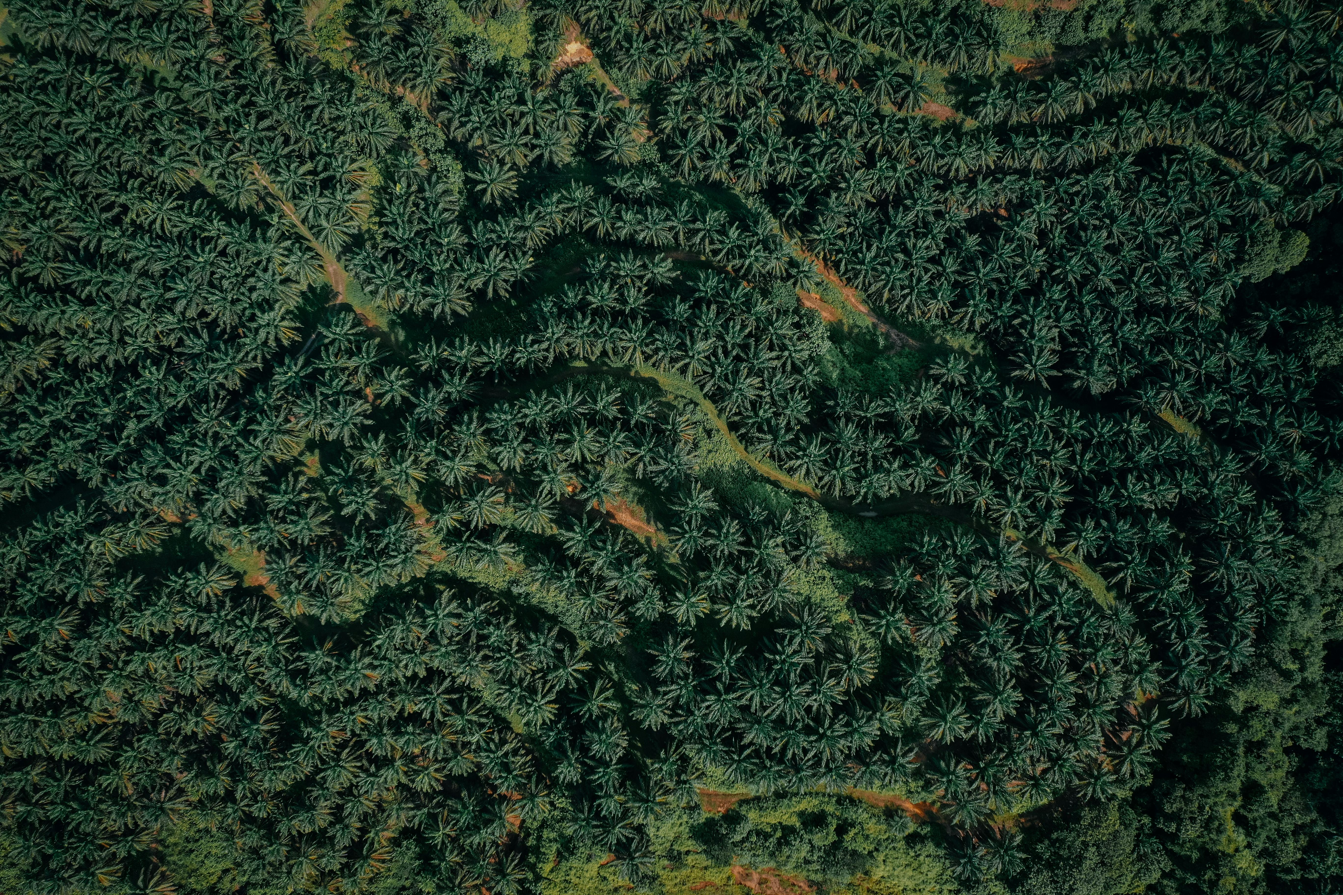 Aerial view of a coconut plantation in Indonesia