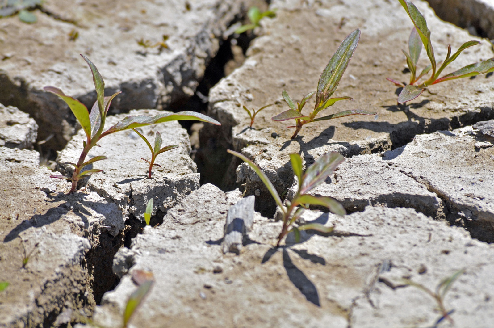 Close-up of green sprouts emerging from cracks in a weathered rock surface.
