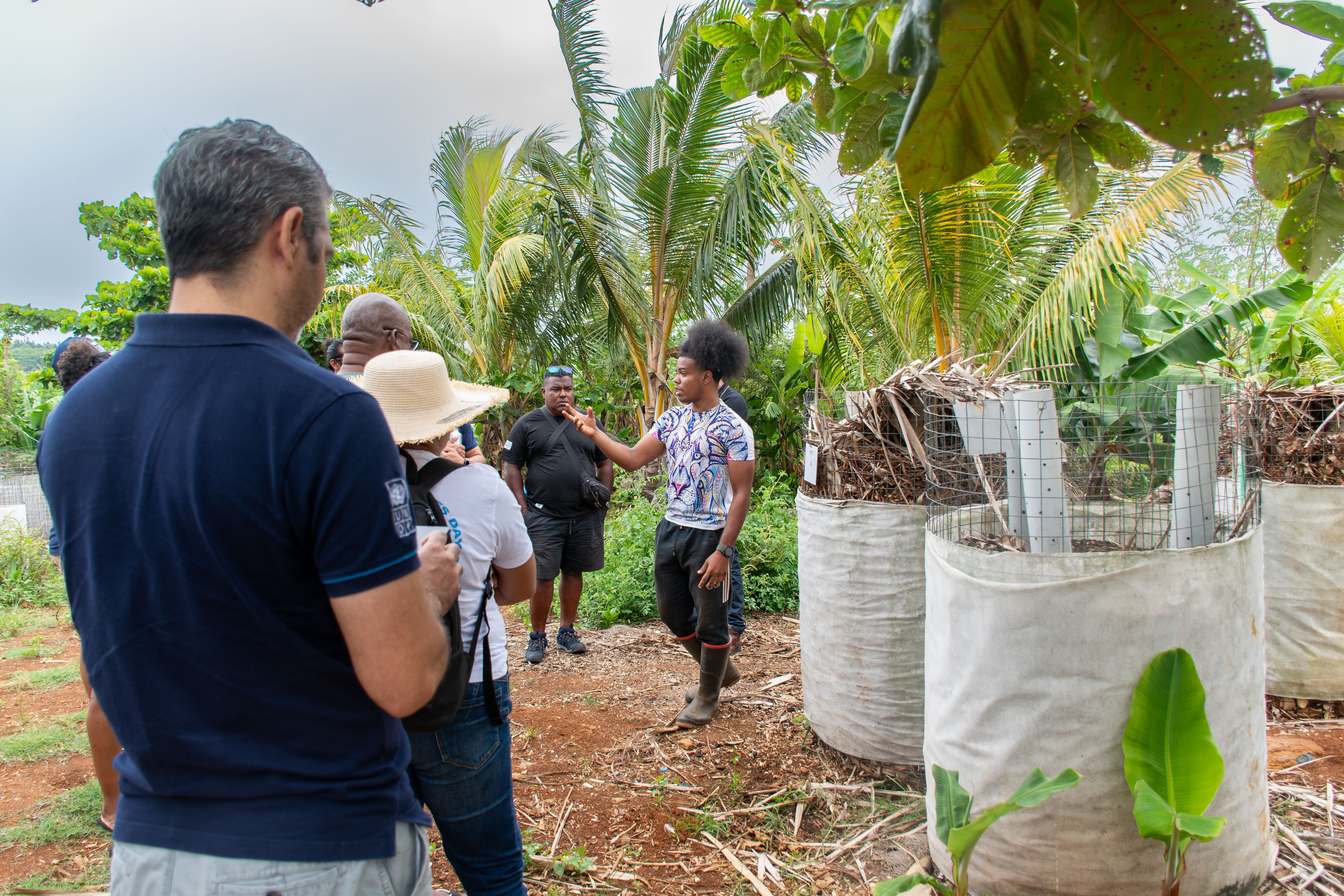Group of people on a tropical farm inspecting young banana trees in sunny weather.