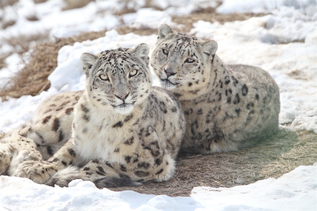 Two snow leopards resting on snowy ground.