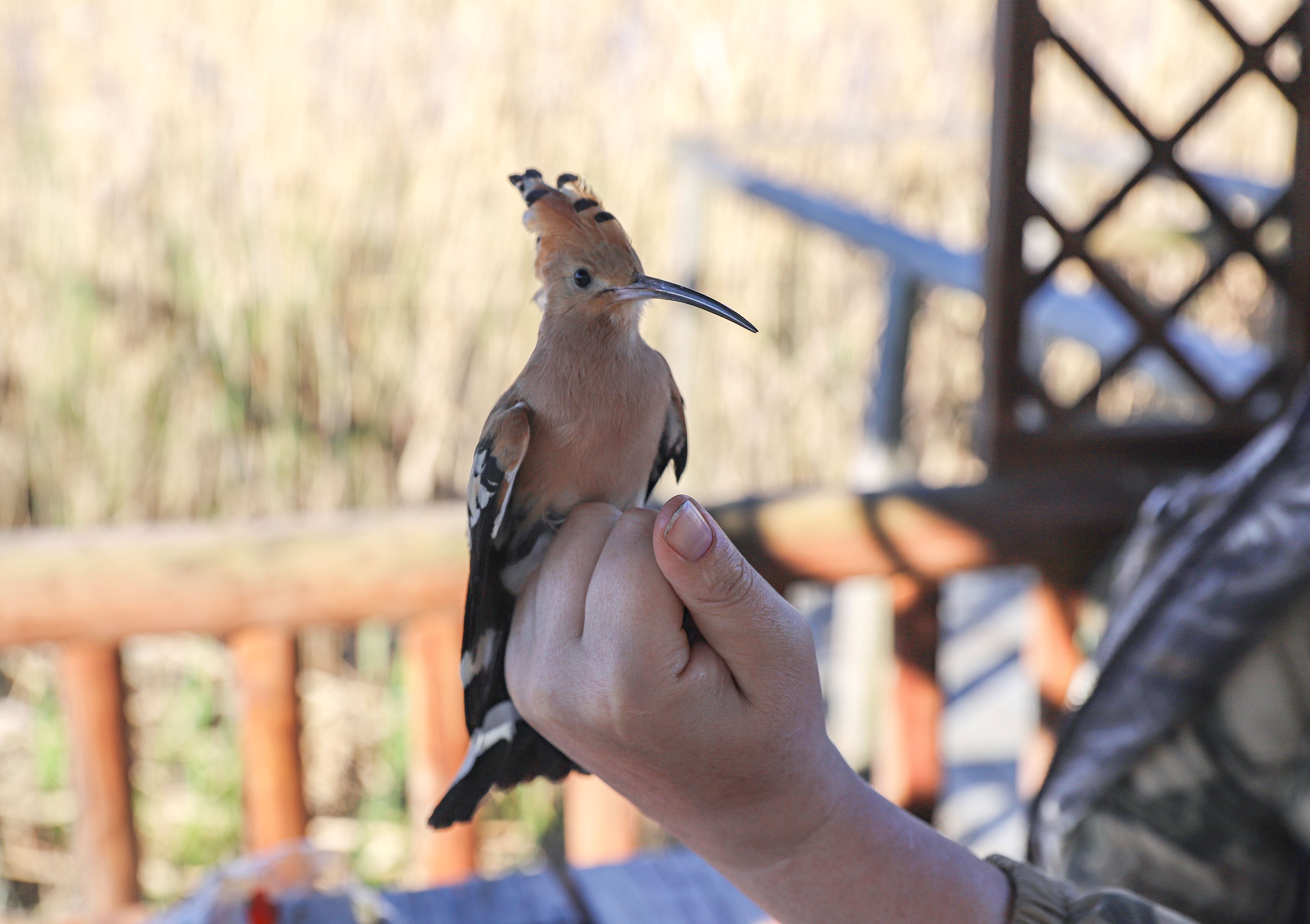 Person in a plaid shirt outdoors holds a small gray bird on their fingers.
