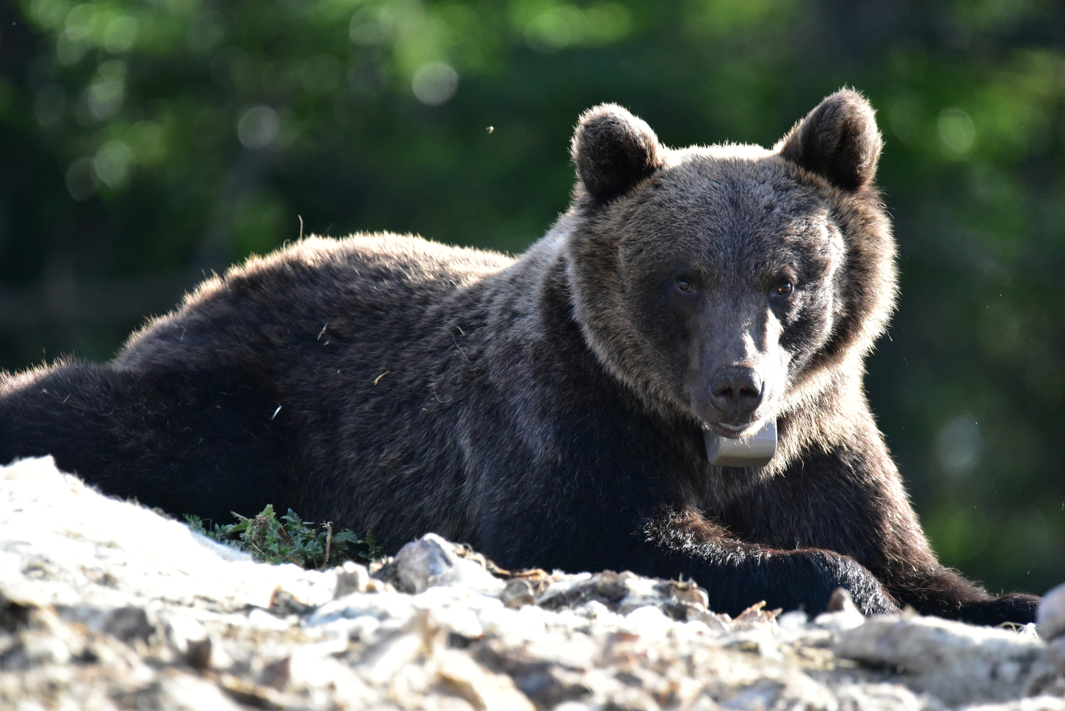 Black bear resting on rocky ground with a forest backdrop.