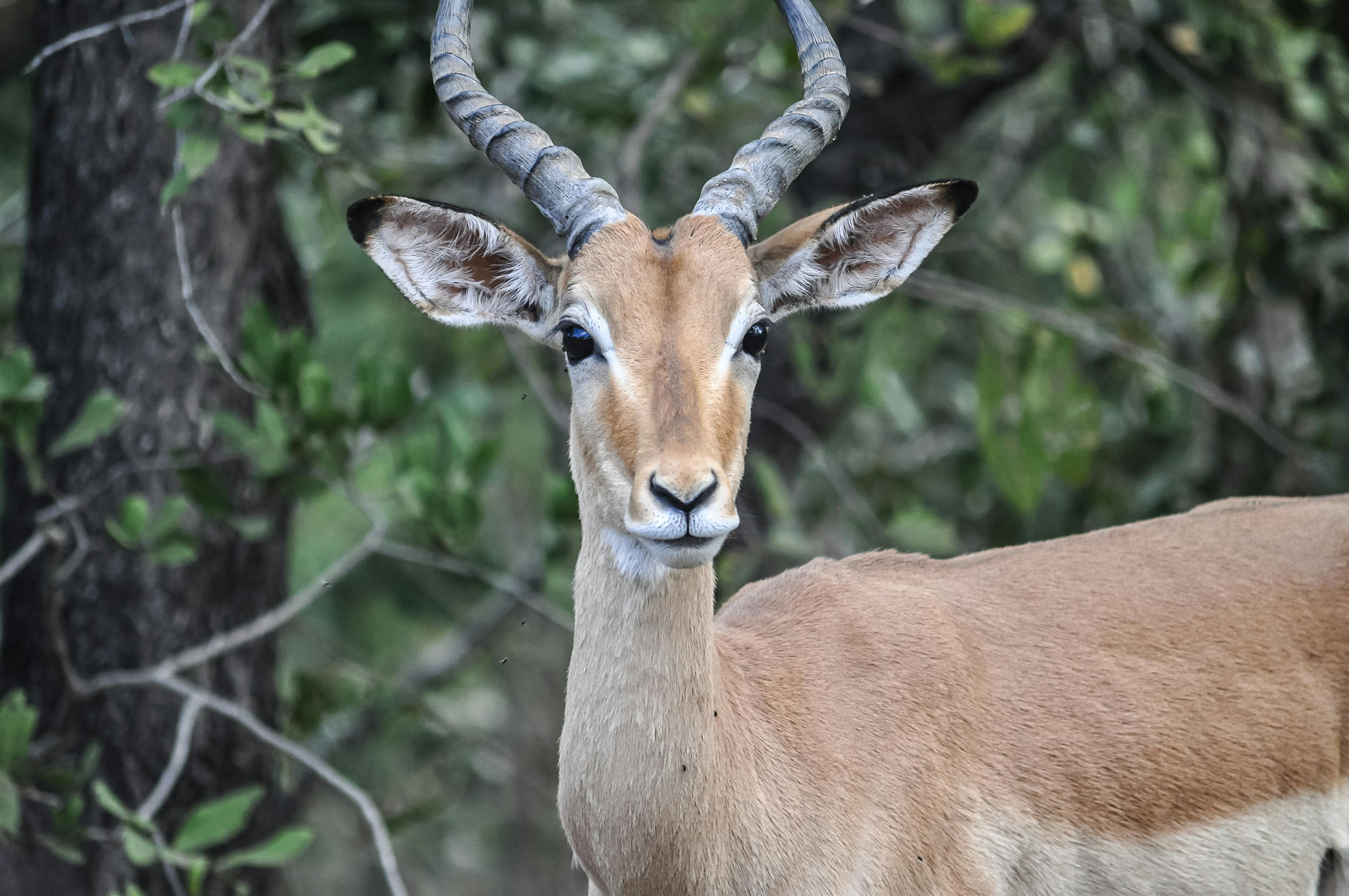 Close-up of an impala with curved horns in a leafy woodland.
