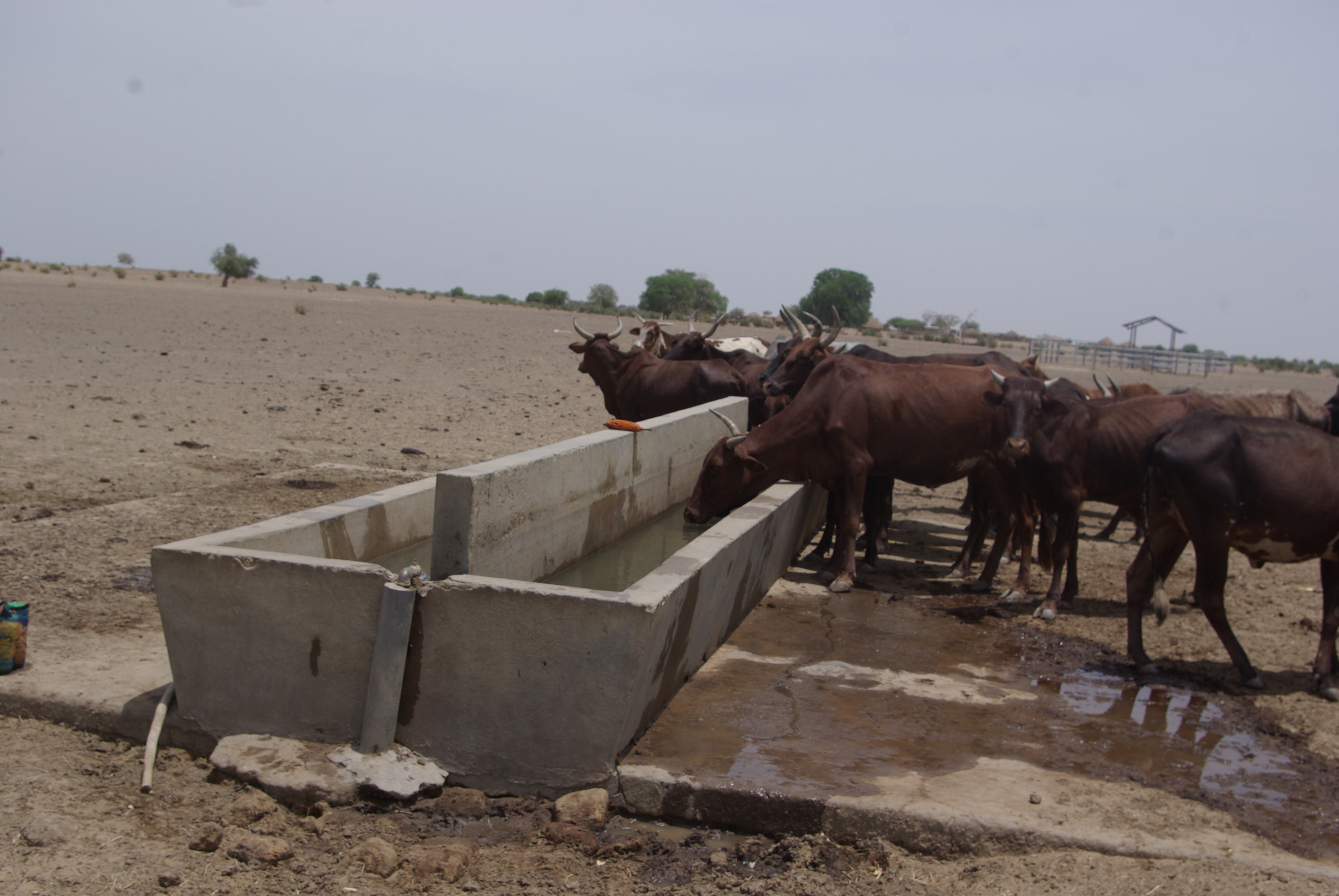 Brown cattle gathered around a concrete water trough in a dry, dusty landscape.