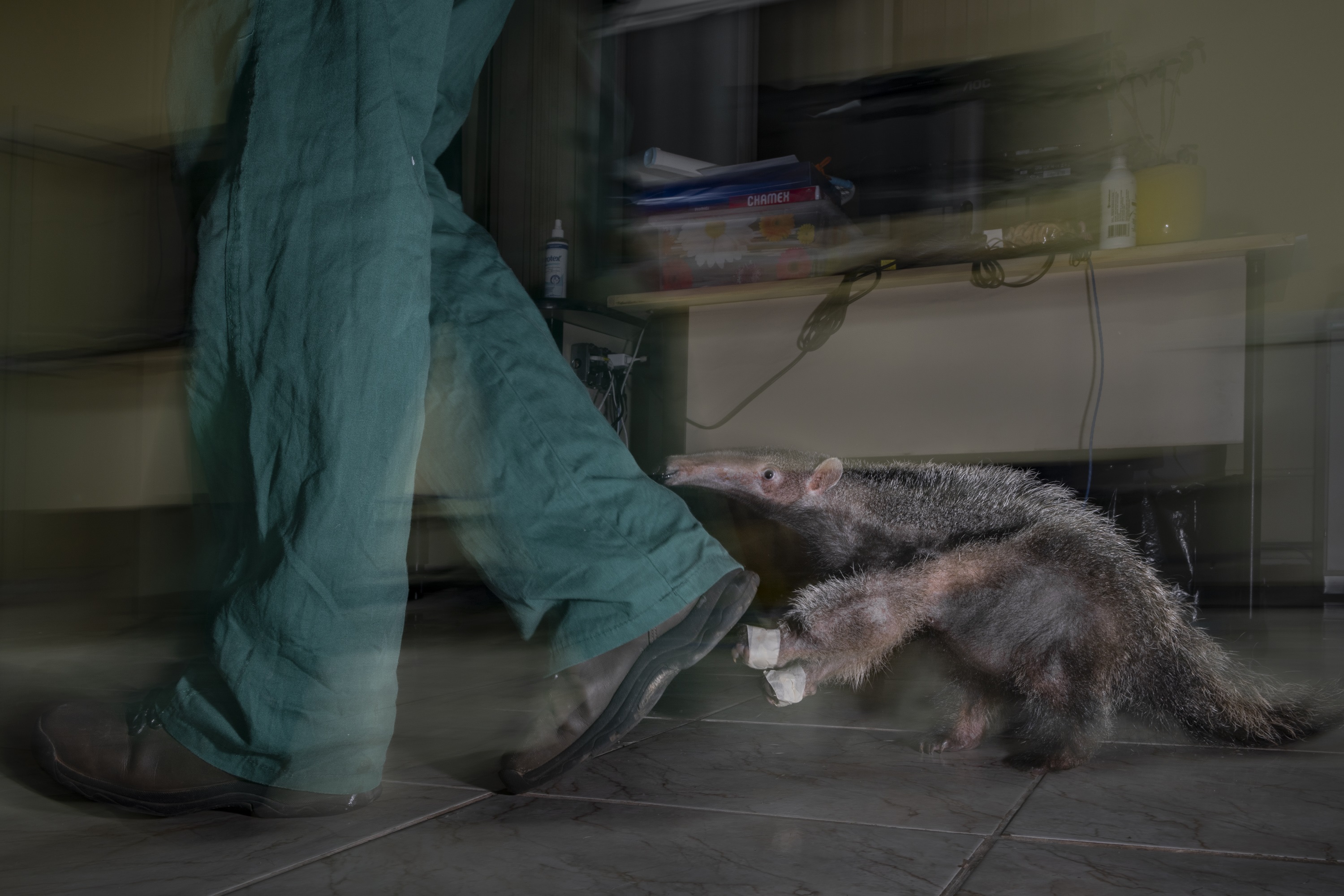 Photograph of a person in teal scrubs walking a small dog on a leash down a clinic hallway.