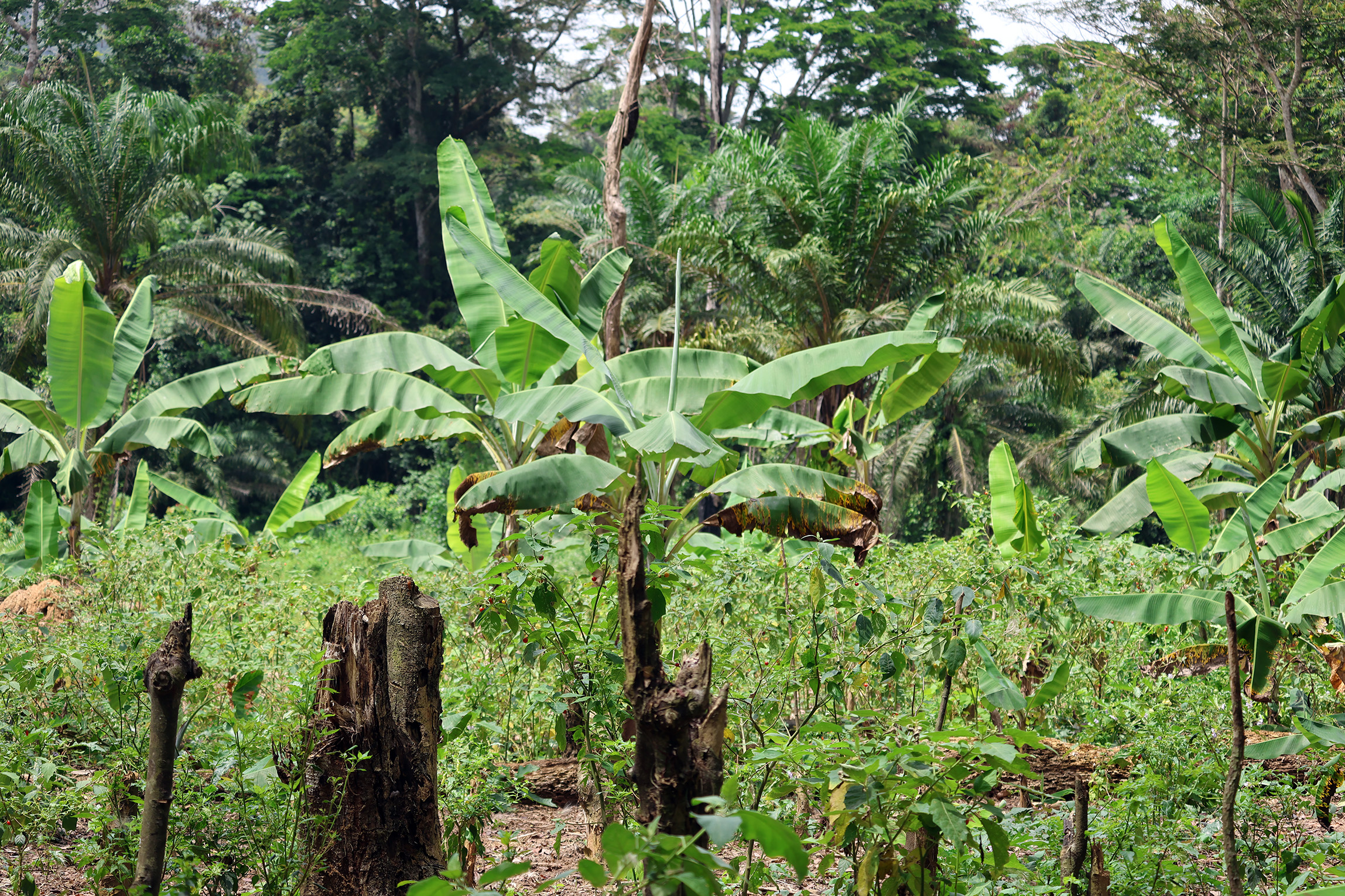 Photograph of a banana plantation with young plants and stumps in neat rows.