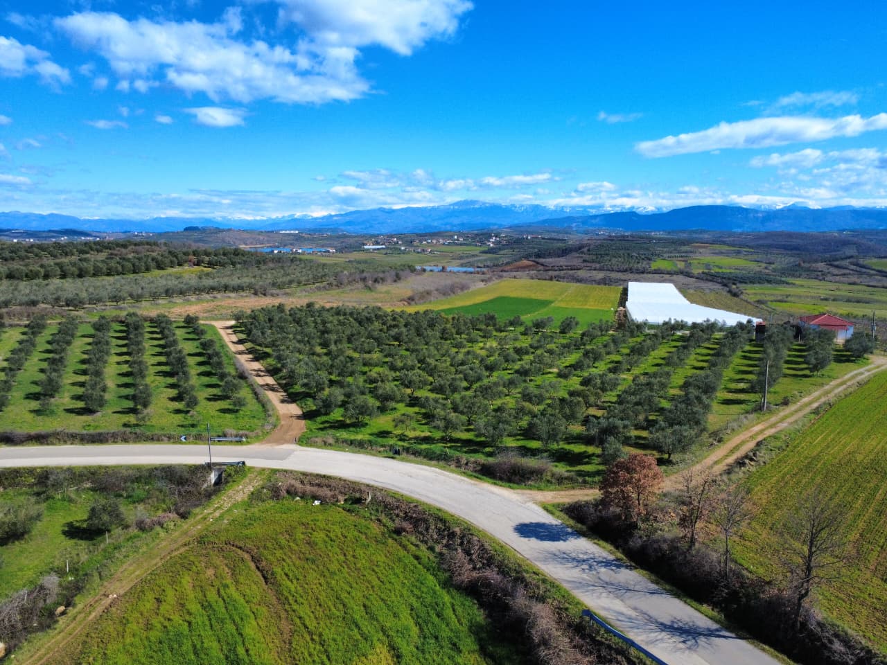 The Young Entrepreneurs Reimagining Olive Oil in Rural Albania